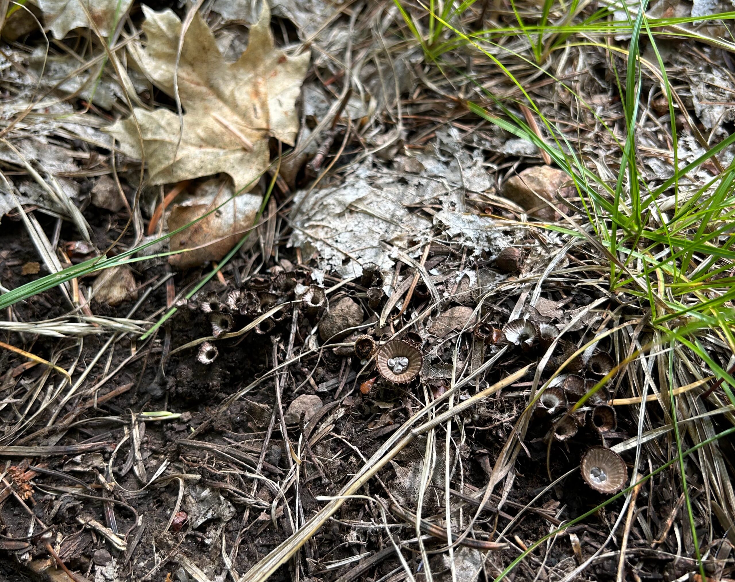 Photo of several tiny brown bird's nest mushrooms growing amongst dead leaves and pine needles with grass growing nearby.
