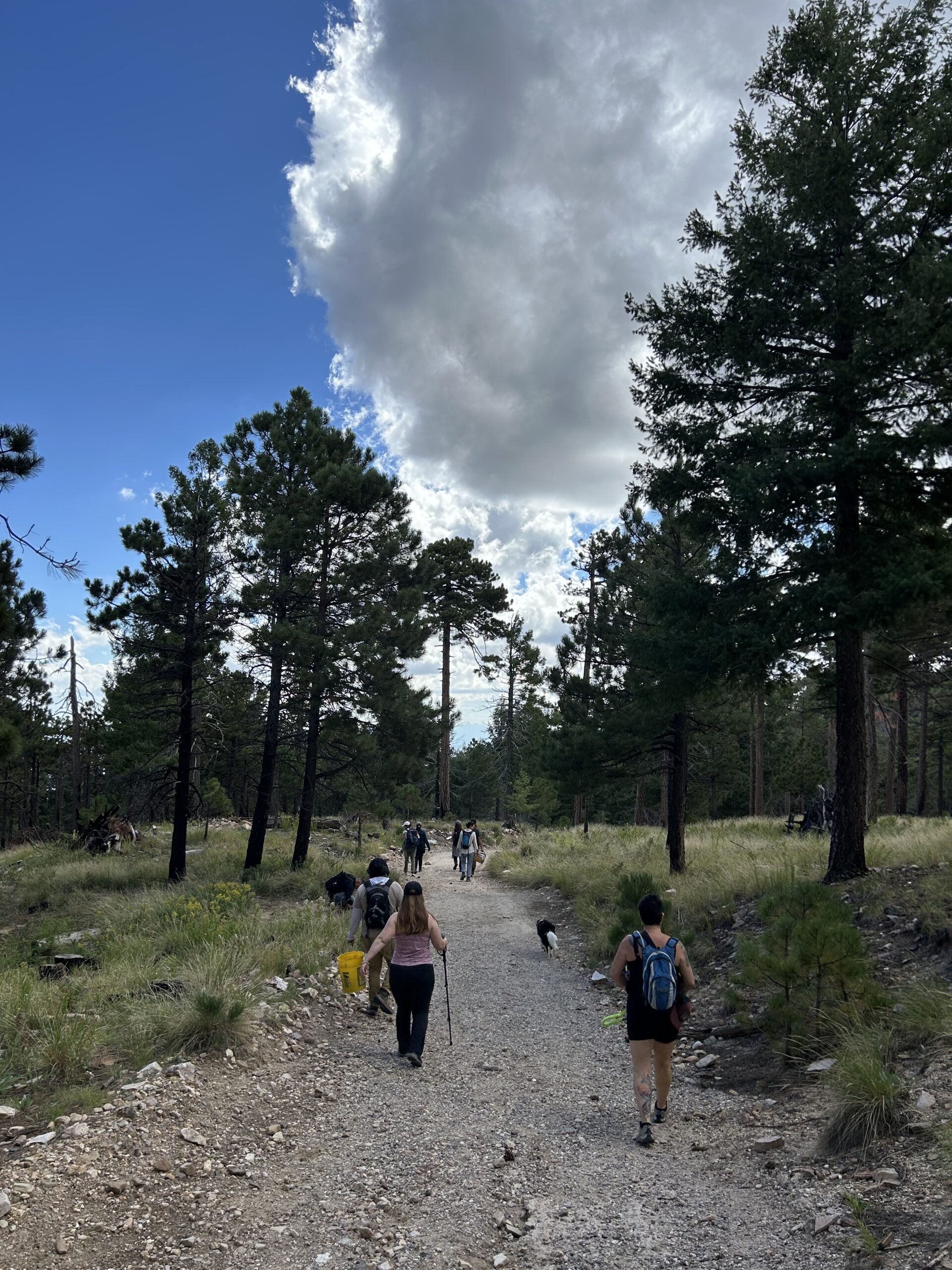 Photo of people waking on a dirt road through a grassy meadow with a few tall pines under a partly cloudy sky.