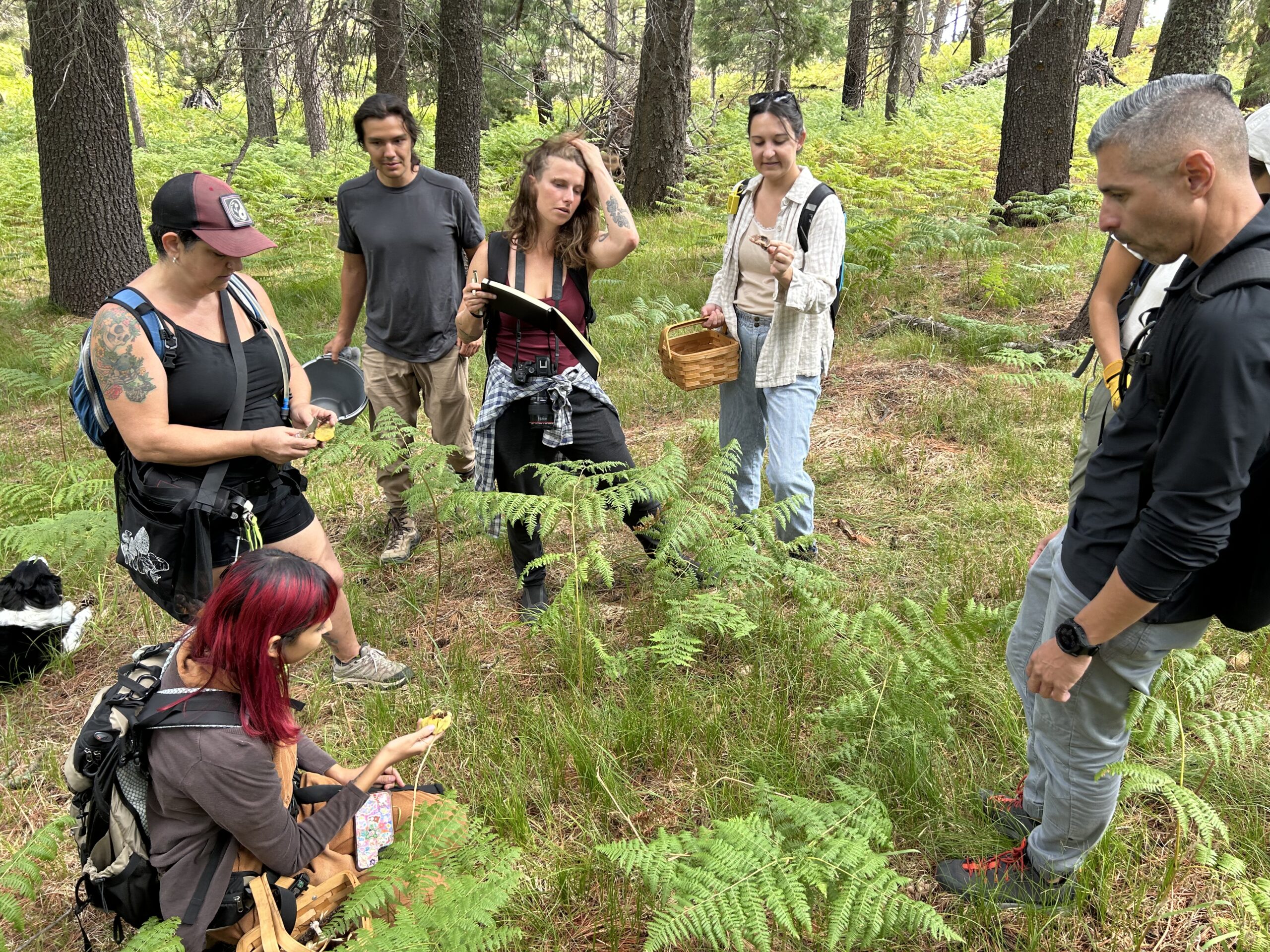 Photo of people looking at a mushroom being held by a woman. They are in a forest of pines with ferns and grass growing under the trees.