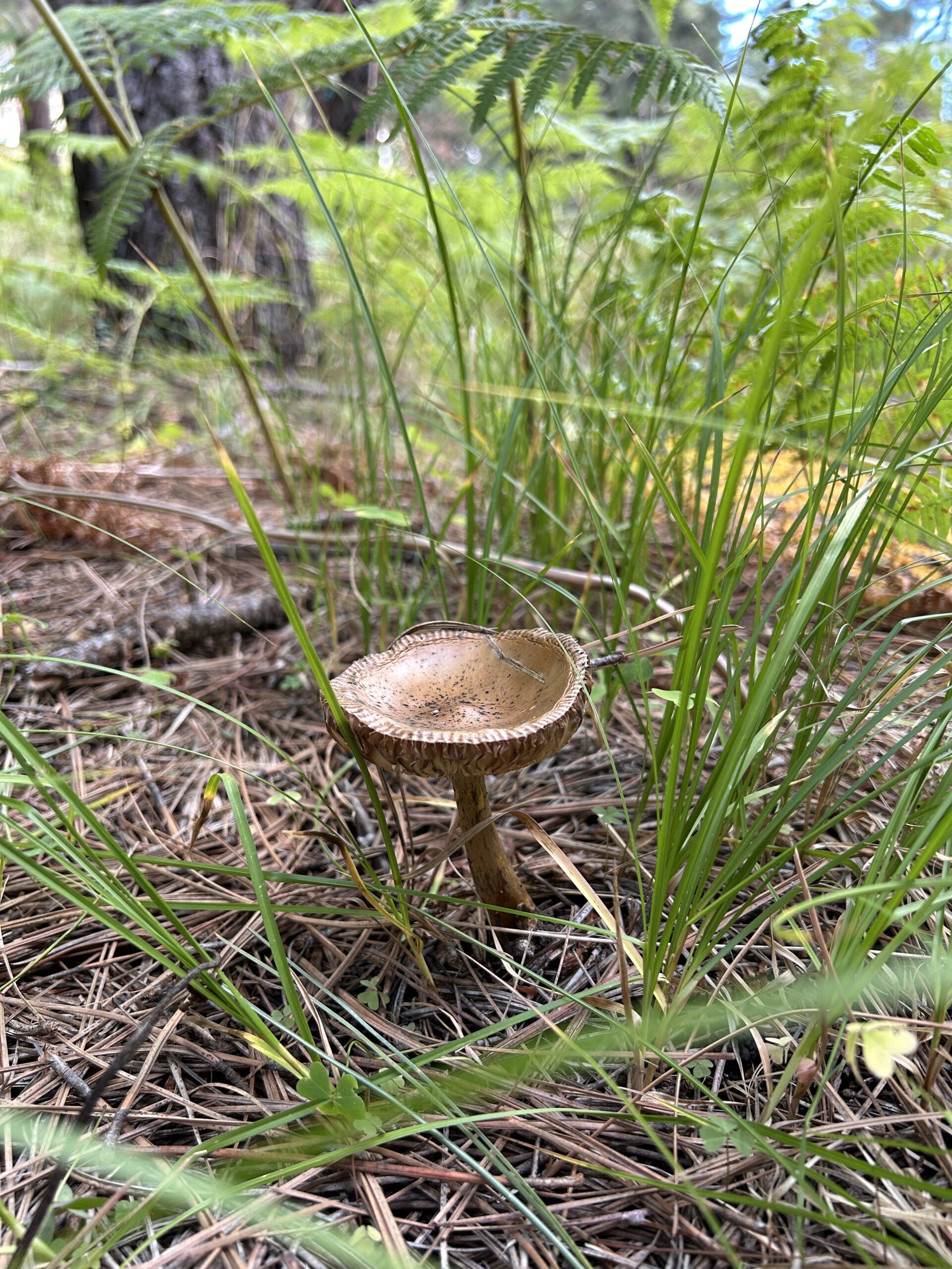 Photo of a brown mushroom with a cup-shaped cap, growing out of pine needles with grass and ferns growing around it.