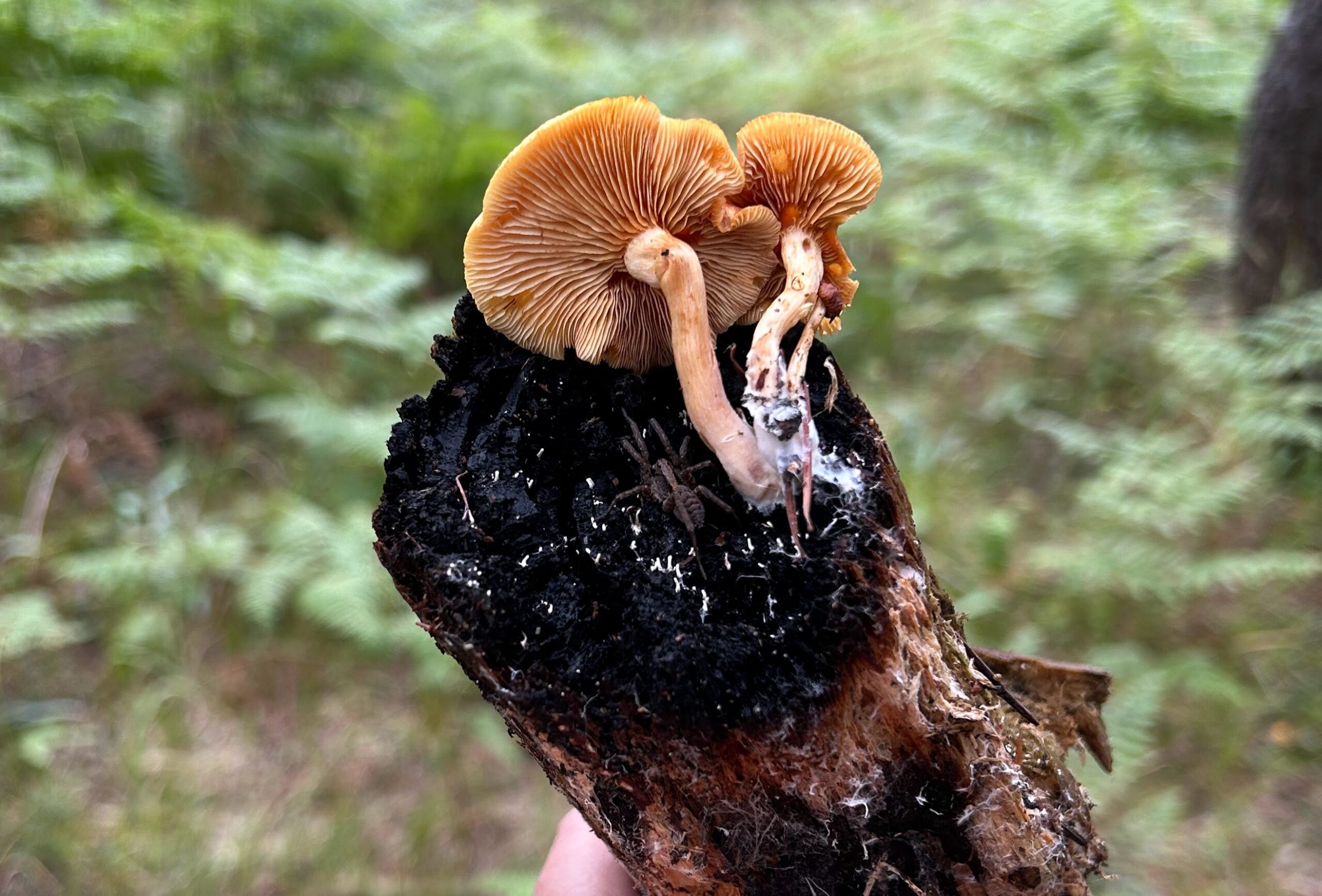 Photo of two mushrooms and a spider on a piece of wood. The spider is brown, the mushrooms are brown - almost orange.