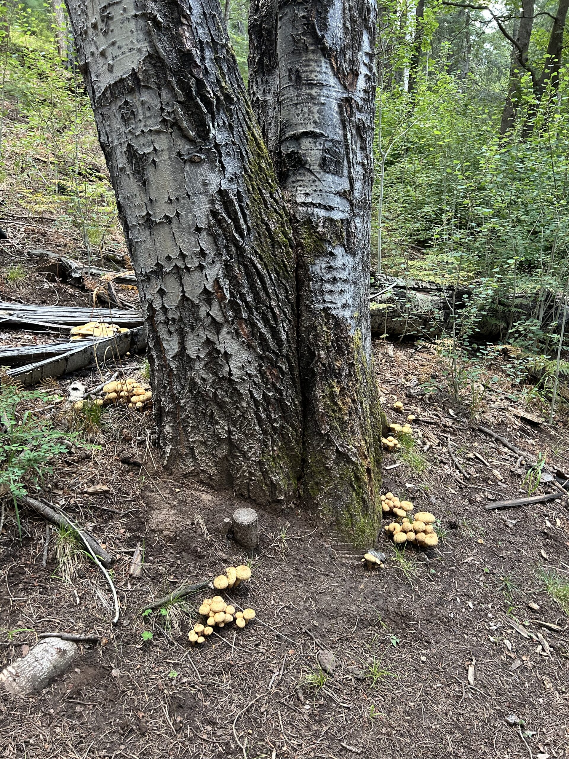 Photo of multiple light brown mushrooms growing at the base of an aspen tree.