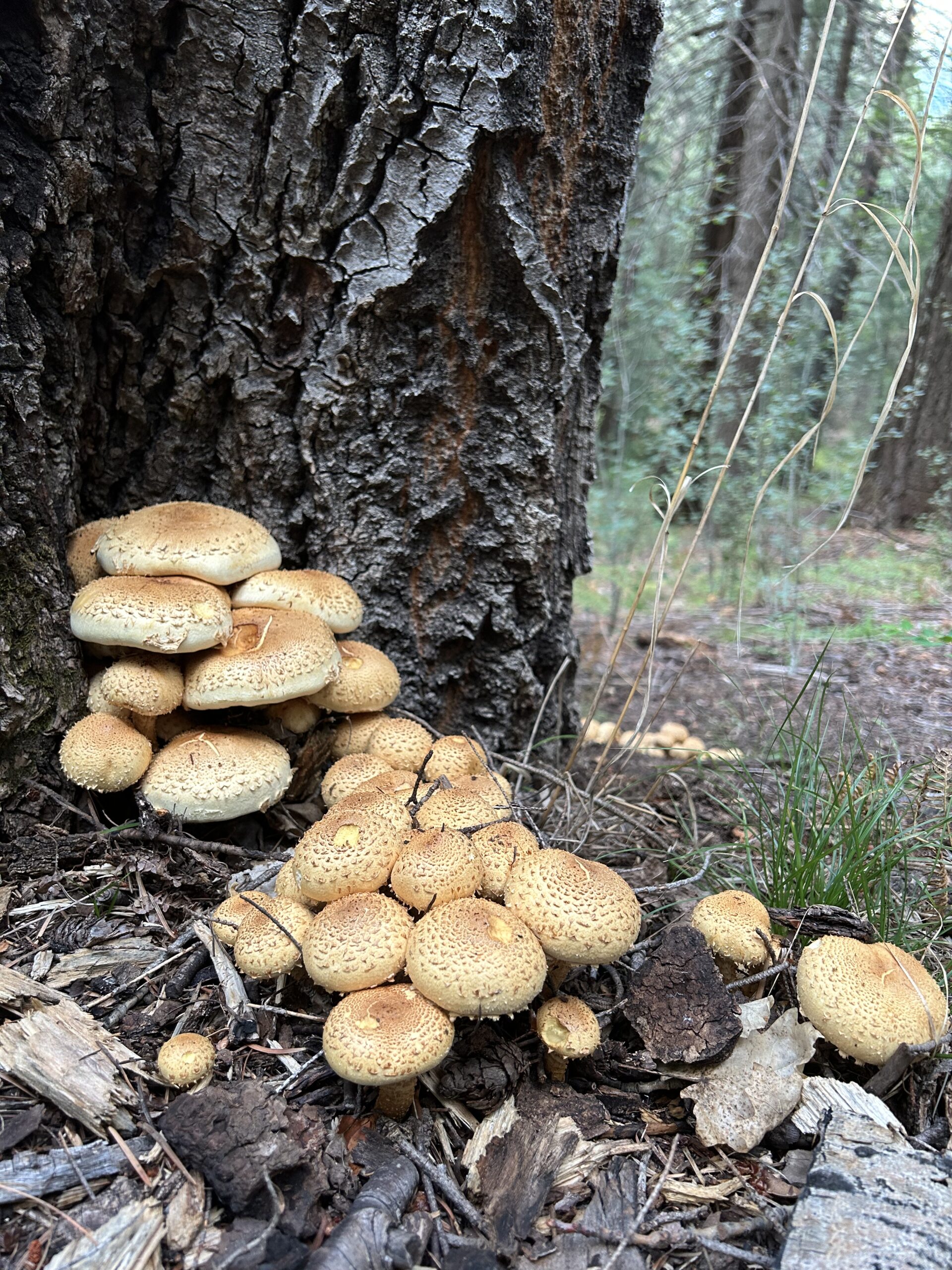 Photo of multiple light brown mushrooms growing at the base of an aspen tree.
