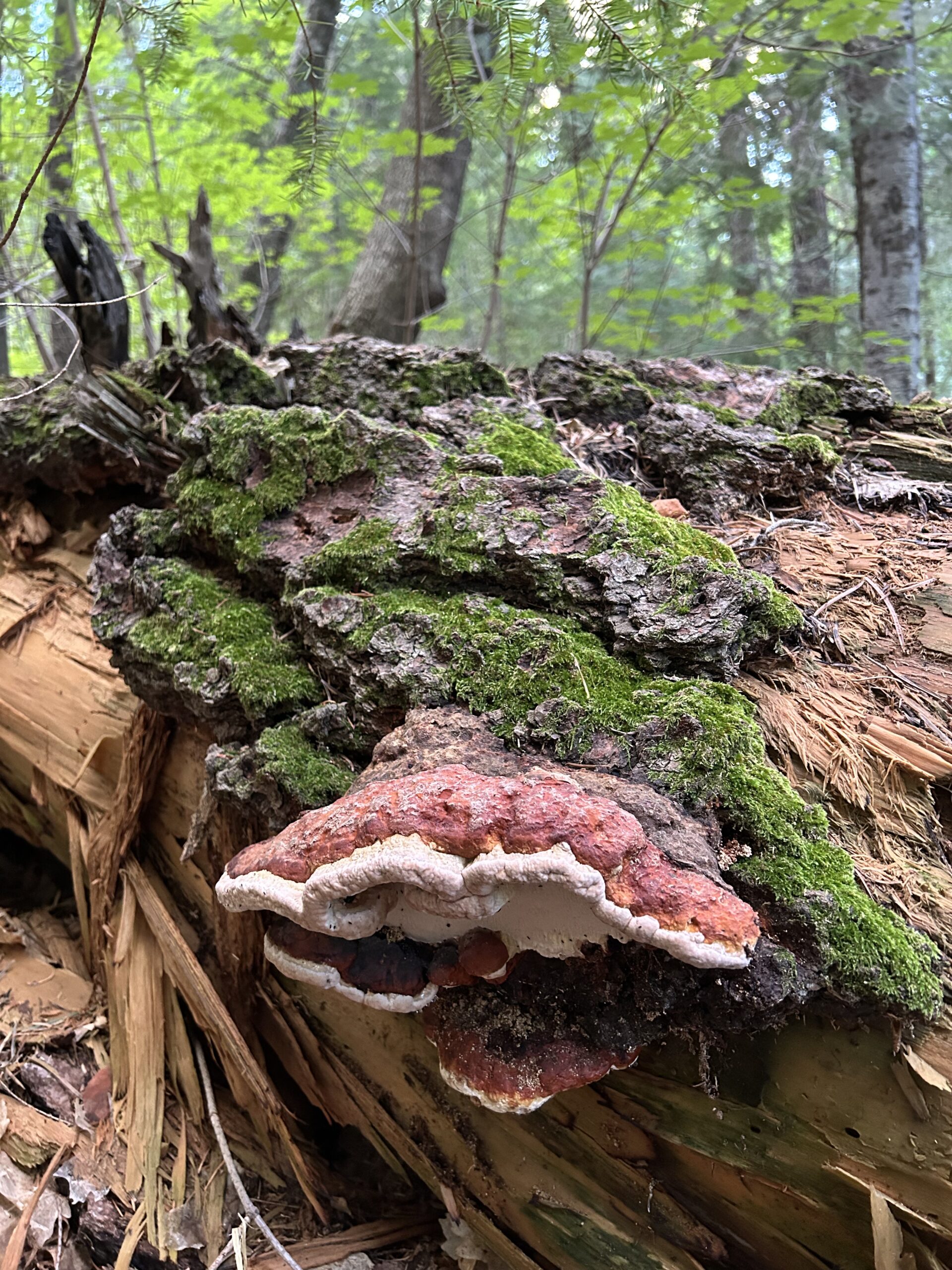 Photo of a large ganoderma growing on a moss-covered fallen tree. The mushroom is reddish-brown on top with a white underside.