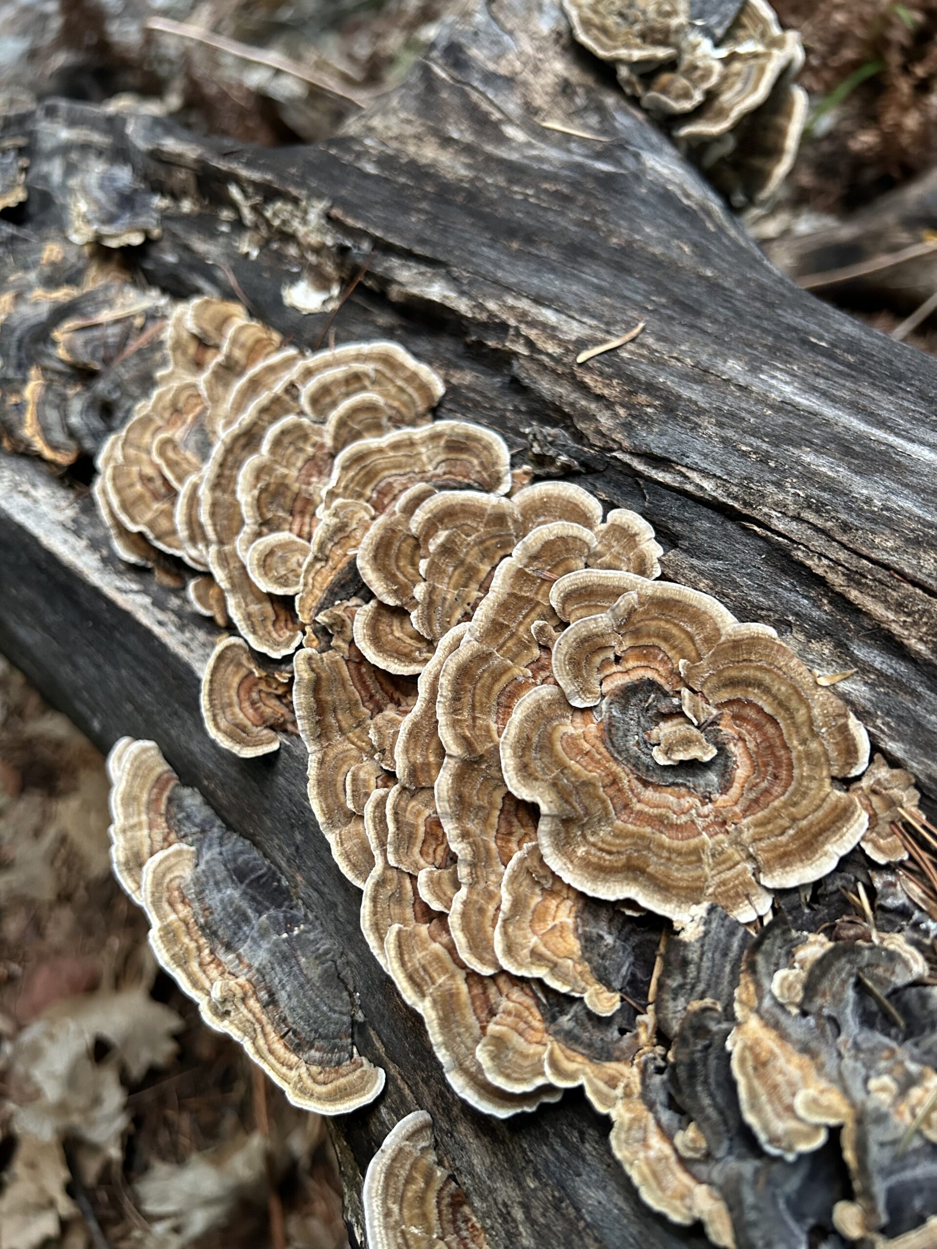 Photo of turkeytail mushrooms growing on a dead log. The mushrooms are brown with lighter edges and stripes of different shades.