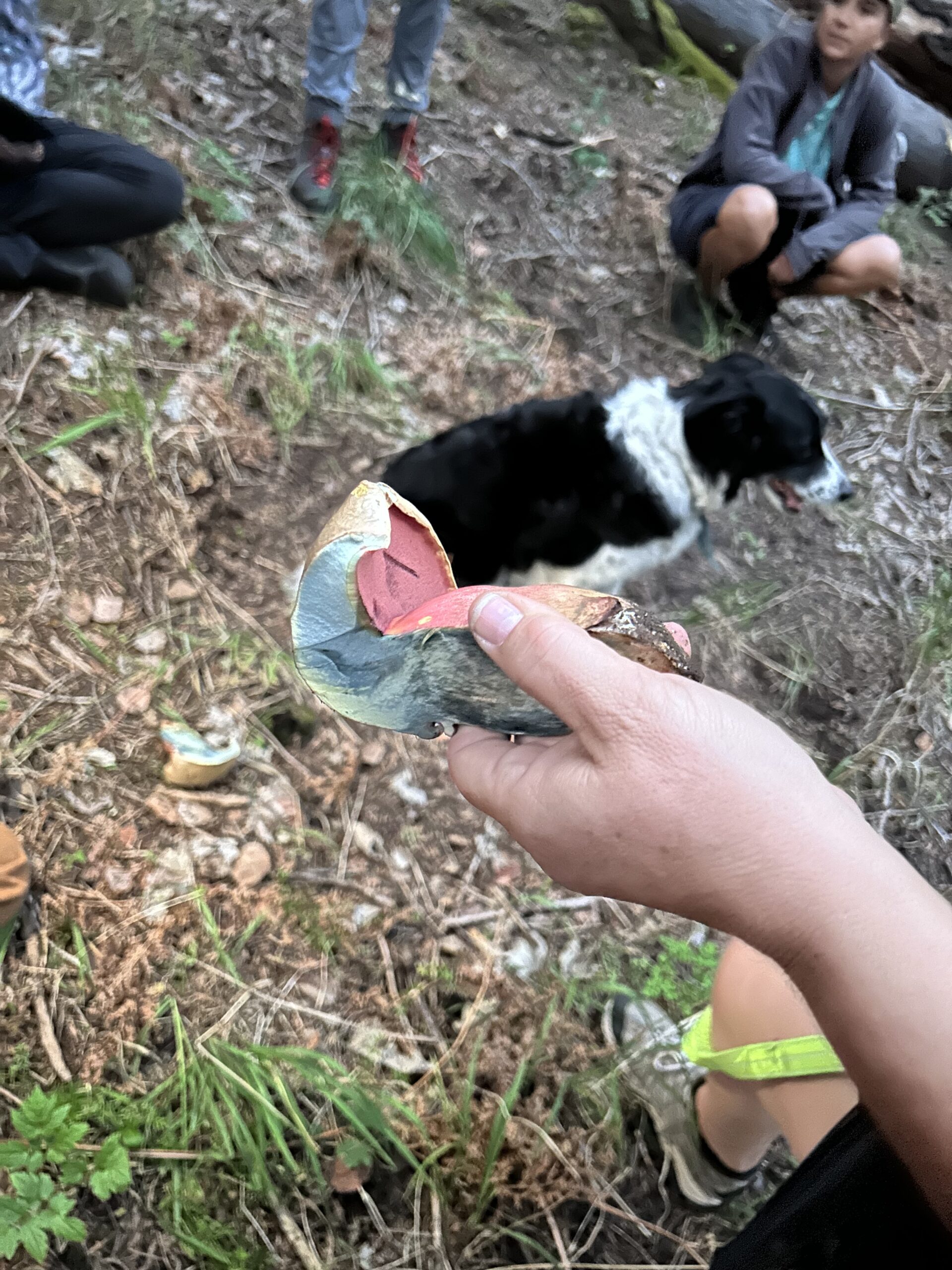 Photo of a woman holding a mushroom as big as her hand. It is cut in half to reveal a blue color change where the mushroom is newly exposed to the air. The underside of the cap is salmon-colored, the top of the cap is brown.