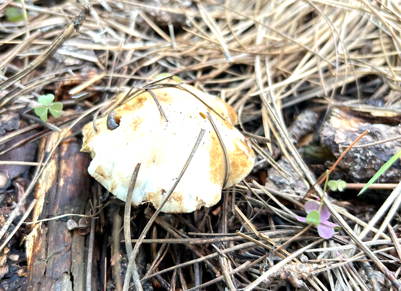 Photo of a slug that is emerging from a hole in a mushroom cap. The mushroom is light brown, growing out of a bed of pine needles.