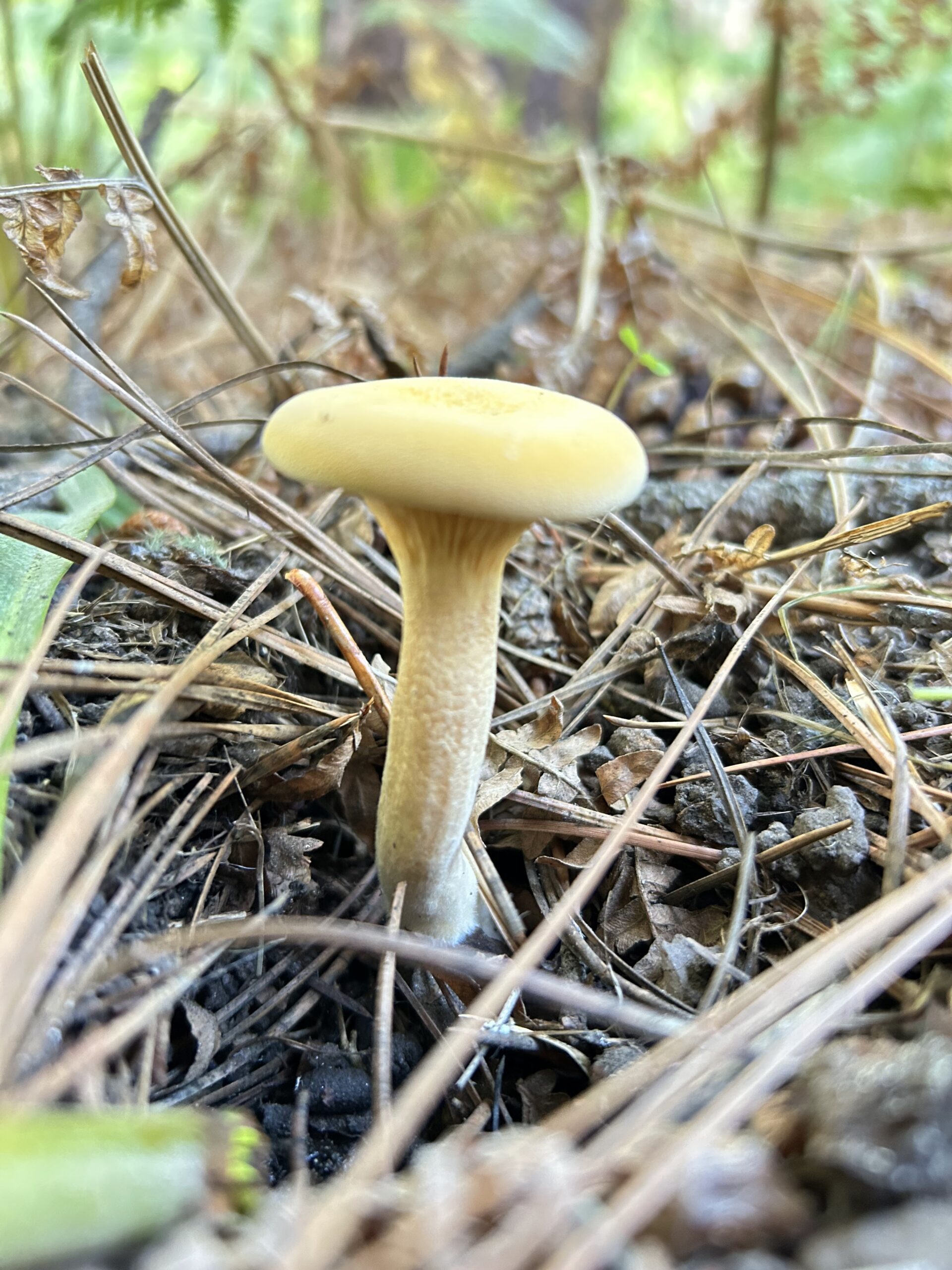 Photo of a small yellow mushroom growing out of pine needles.
