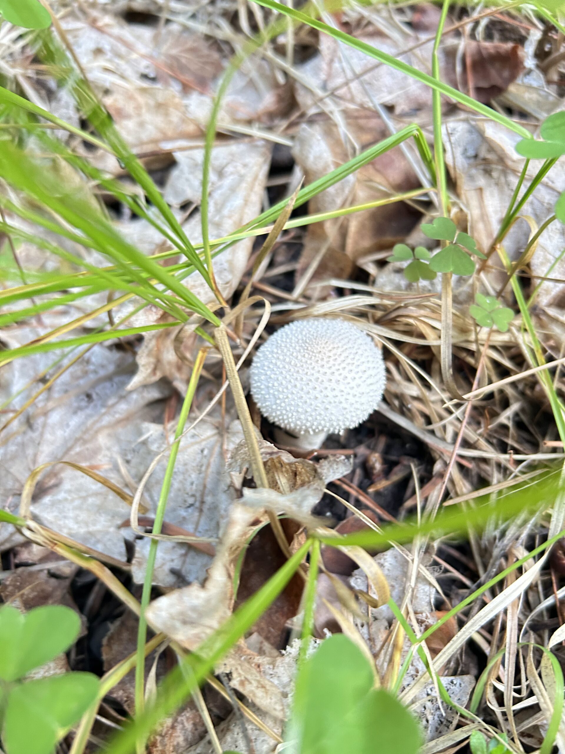 Photo of a small white mushroom with a spiky cap growing amongst pine needles, dead leaves, grass and clover.