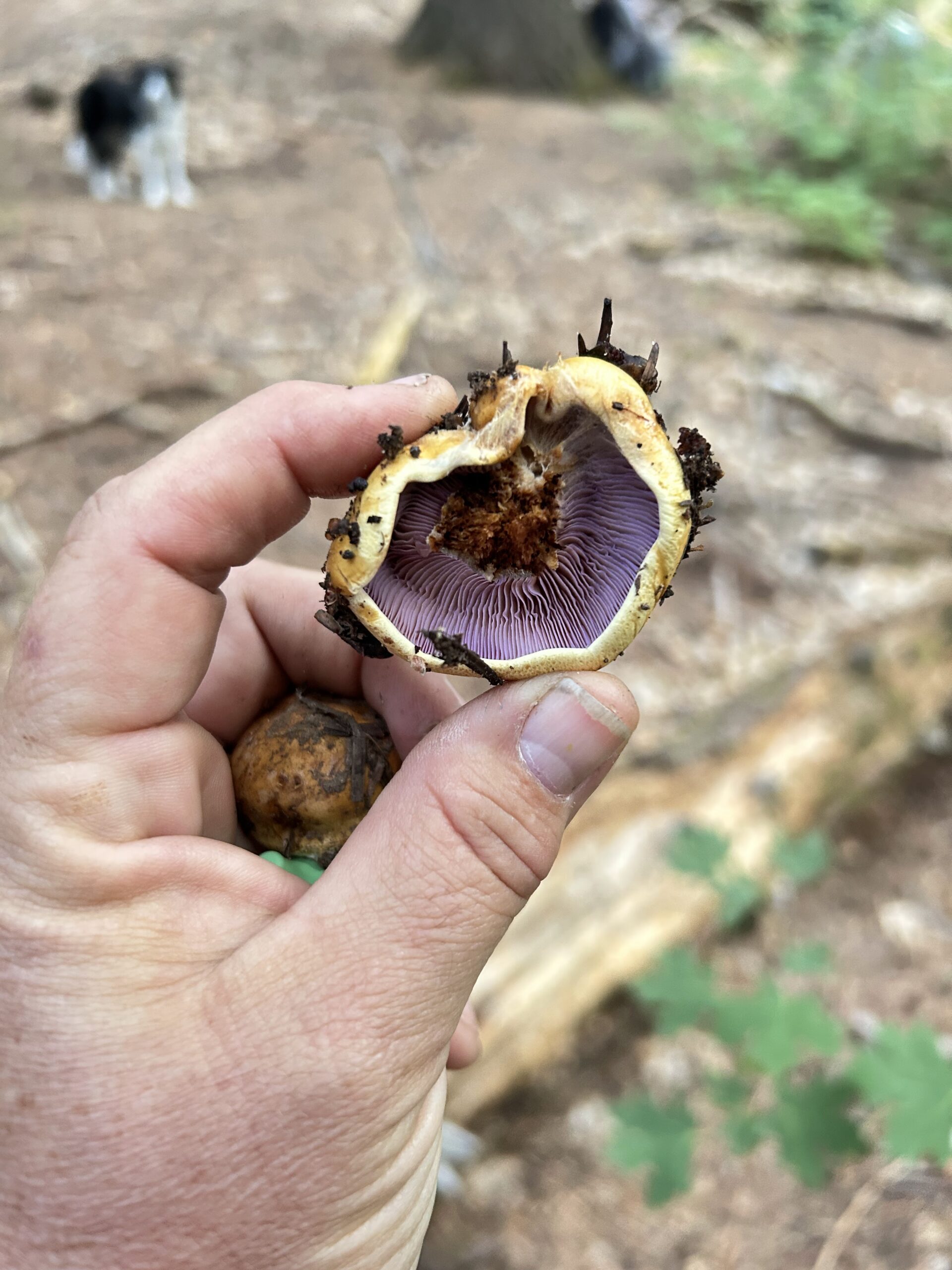 Photo of the underside of a mushroom cap. The gills are purple, the cap is tan with dark brown dirt or debris stuck to it.