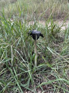 Photo of ink cap, growing out of dirt, surrounded by tall green grass.