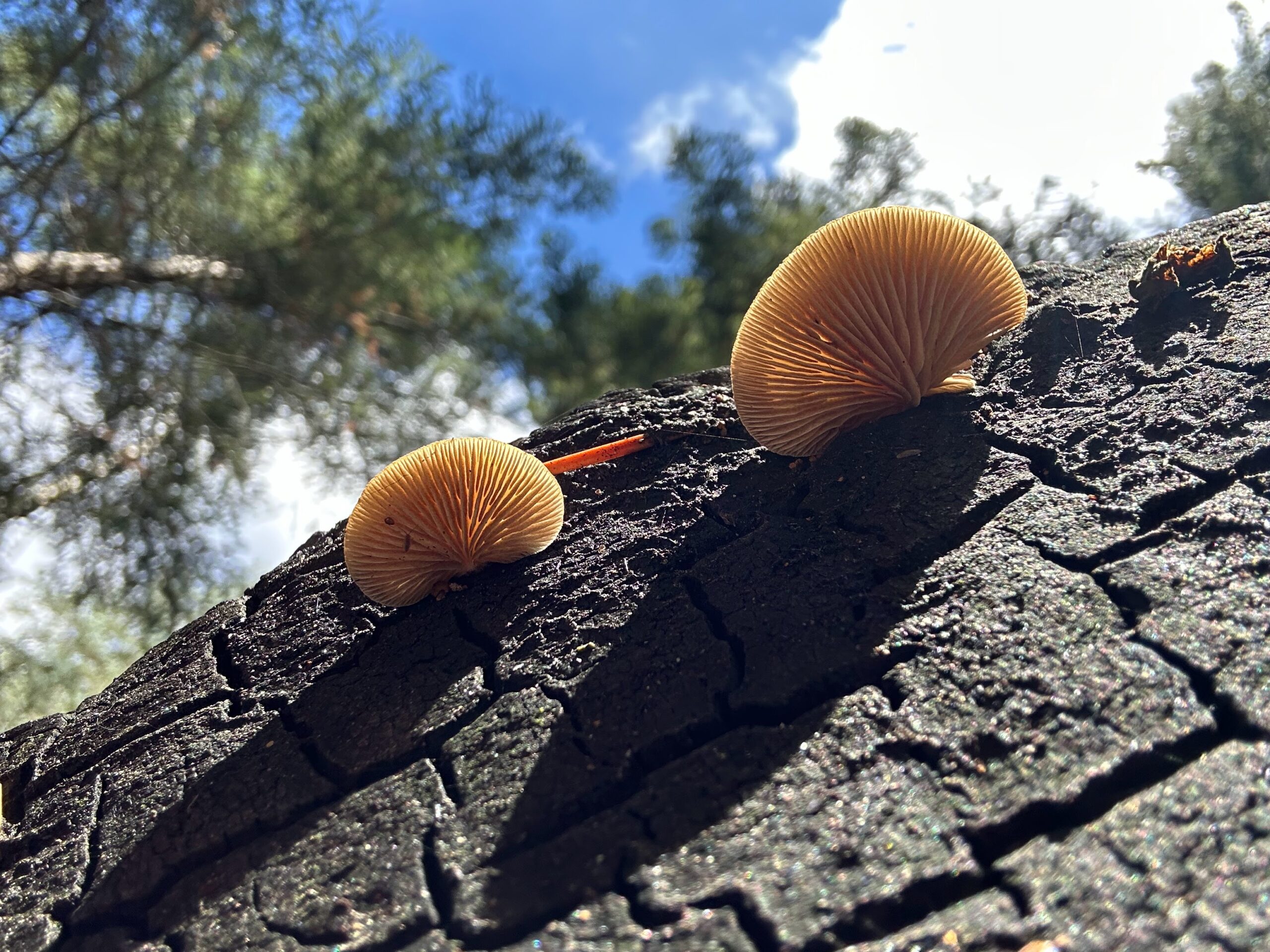 Photo of the underside of two mushrooms growing out of a burned log. Gills of the mushroom are visible.