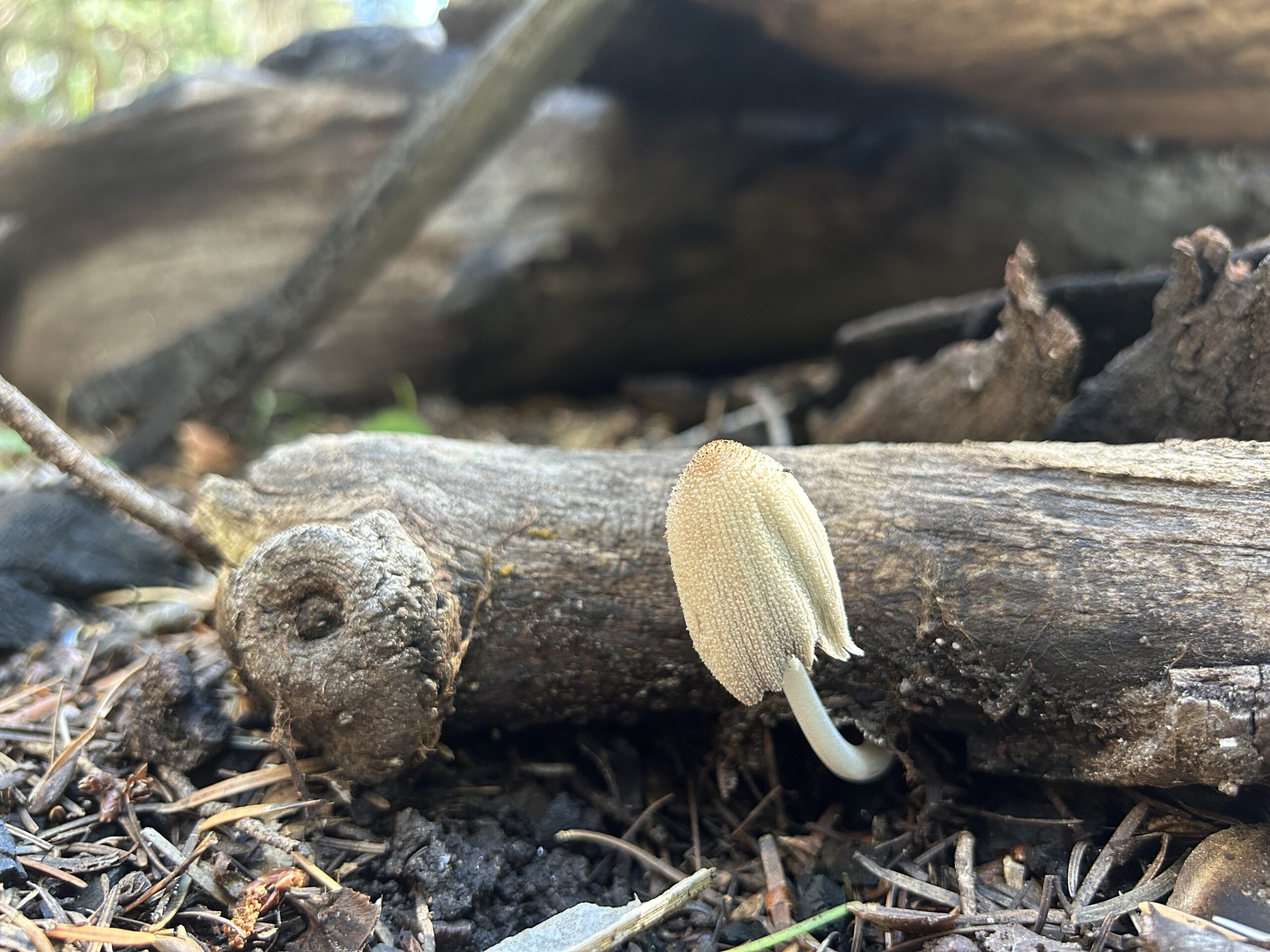 Photo of a small light brown mushroom with a long, bumpy cap that has a brown spot in the center. The mushroom is growing out from under a dead stick laying on the ground.