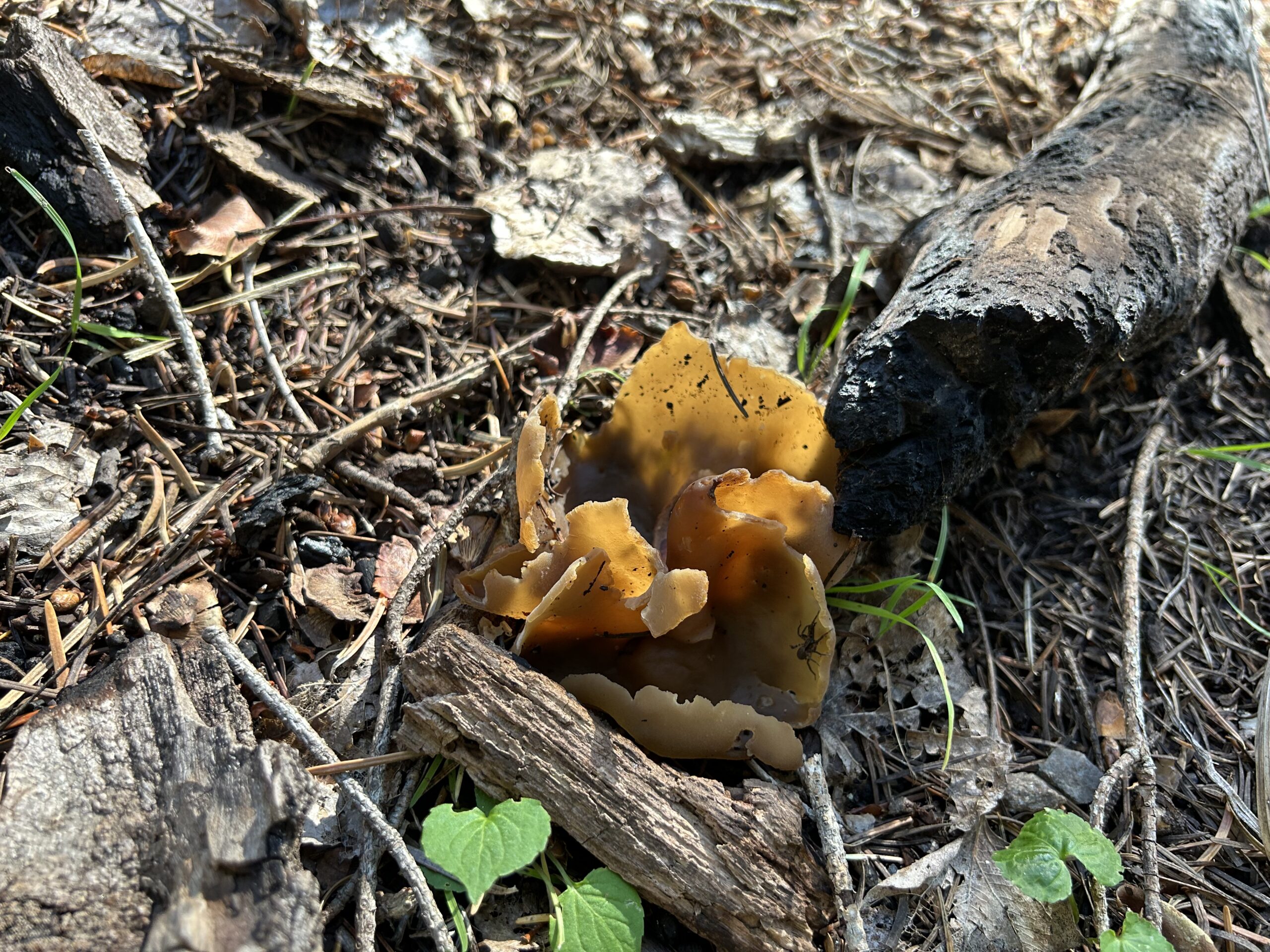 Photo of a brown cup mushroom growing out of the ground covered in pine needles. A small spider is on the mushroom.