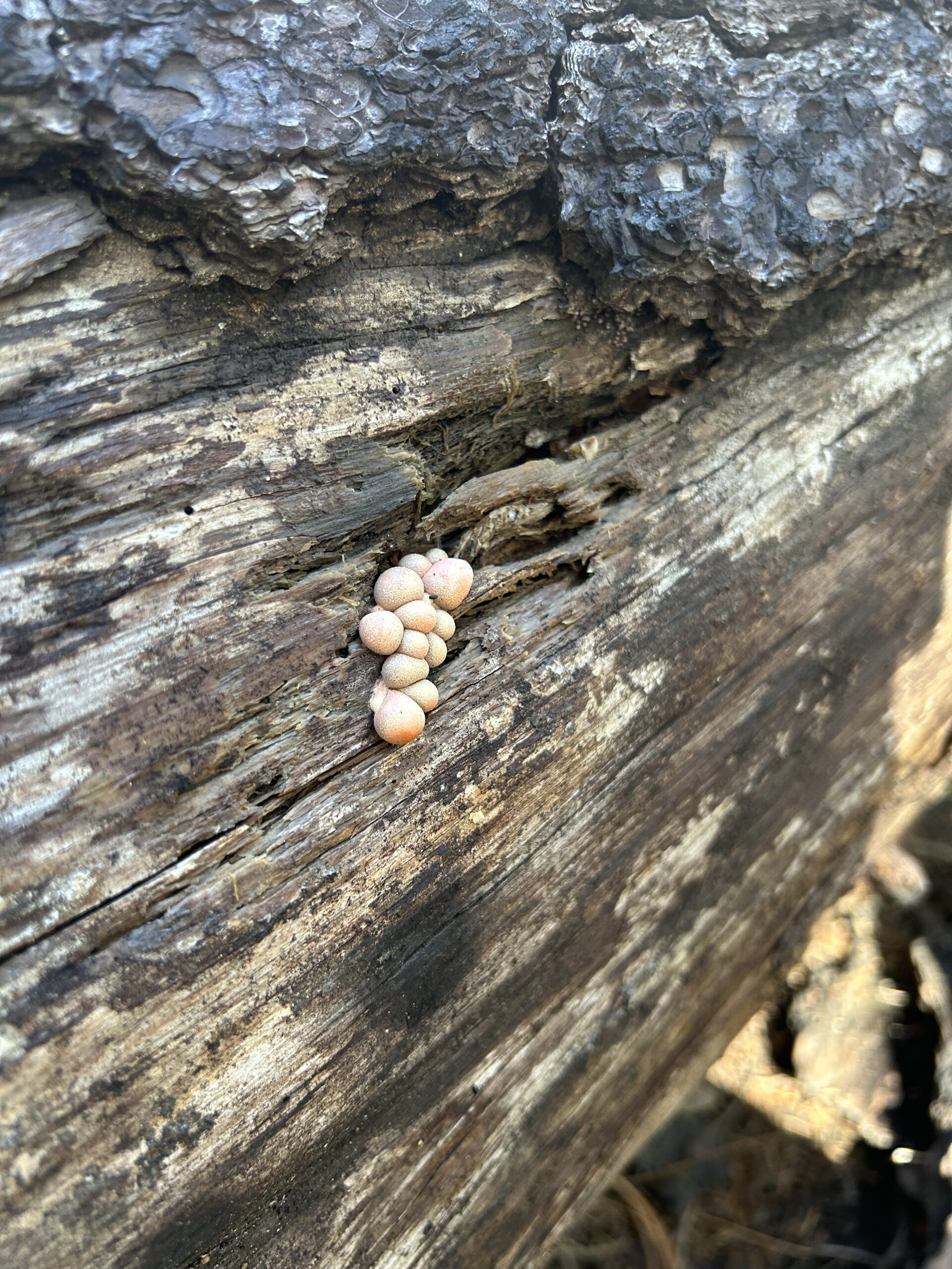 Photo of fungus on a dead log. The fungus is tiny and bulbous in shape, colored white with a pink hue.
