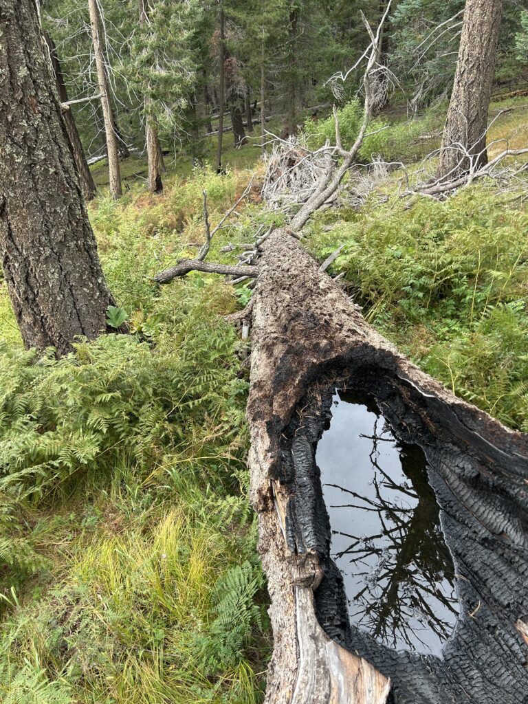 Photo of a fallen tree laying in field of small green ferns. Part of the tree's trunk is burned away, leaving a depression that is filled with rainwater that shows a reflection of another tree.