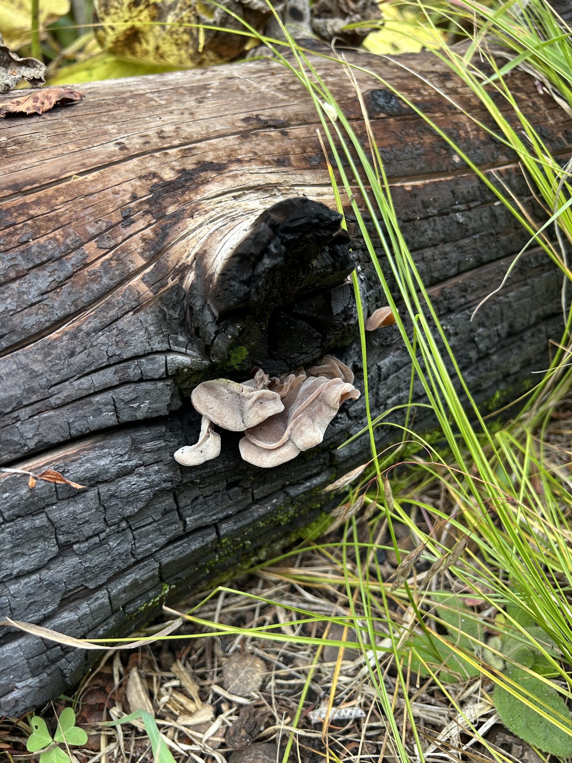 Photo of brown wood ear mushrooms growing on a burned log with tall green grass growing in the foreground.
