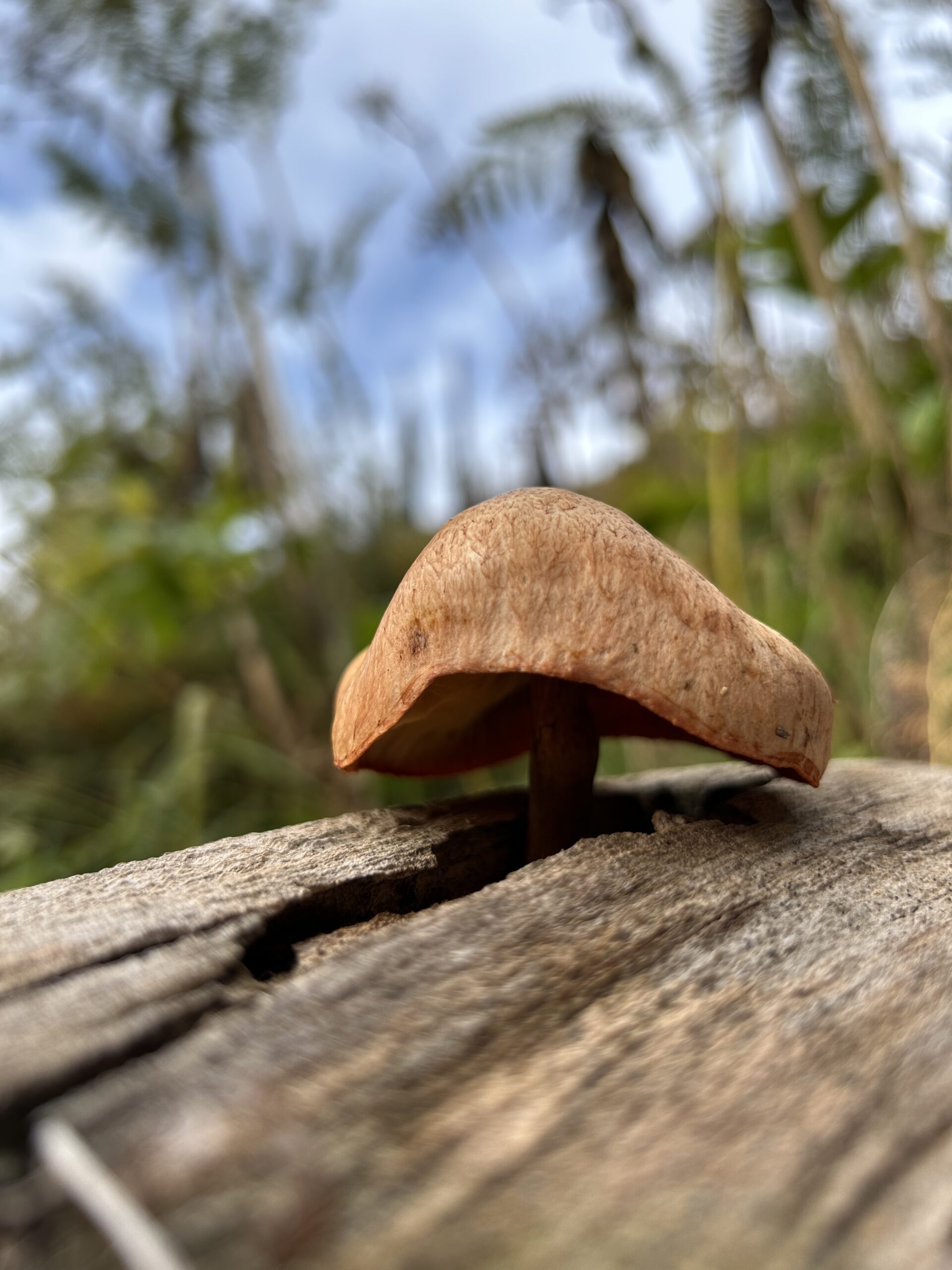 Photo of brown mushroom growing out of dead log.
