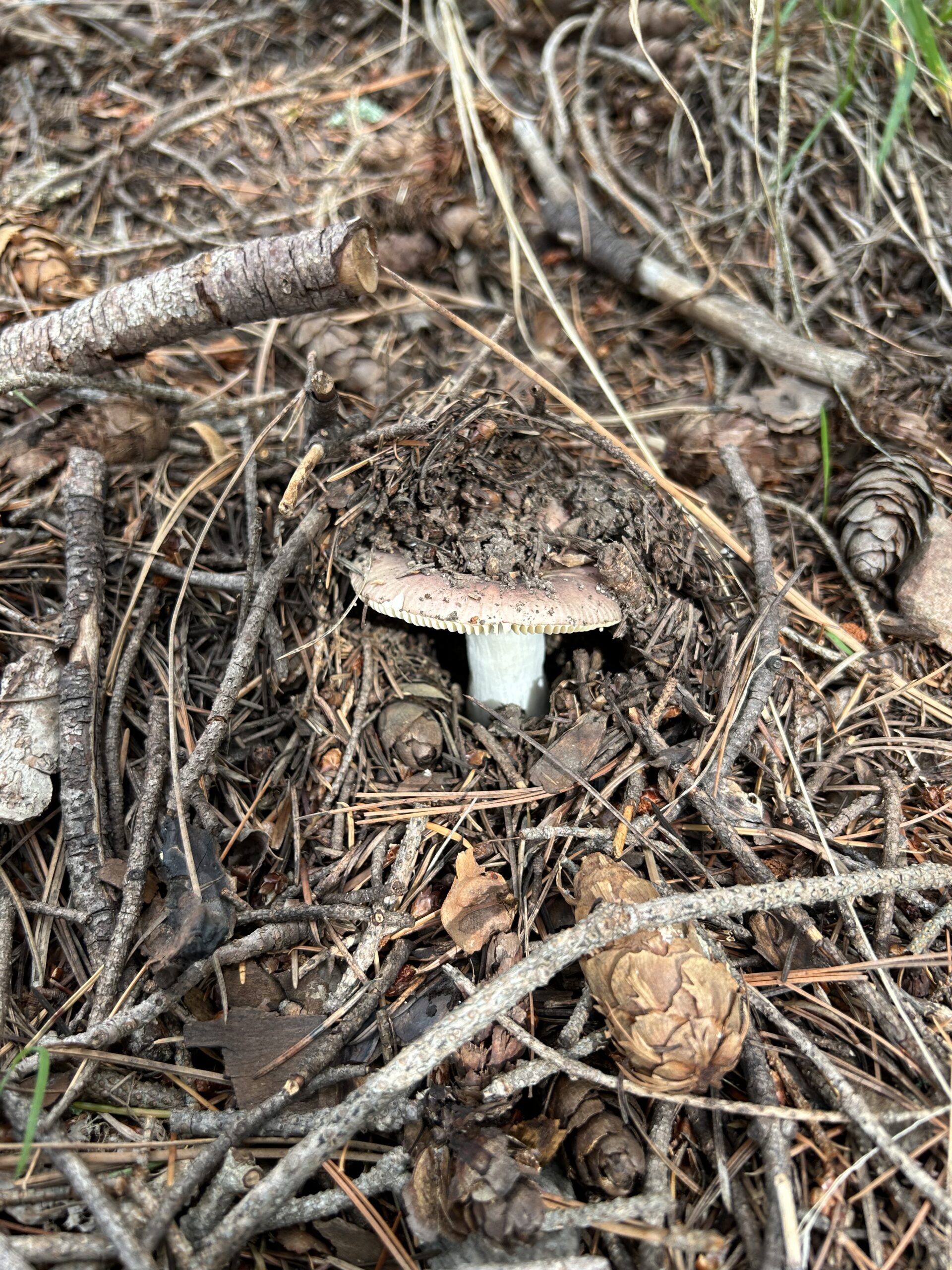 Photo of mushroom emerging from the ground. The cap is almost pink, the stipe is white. The cap is mostly covered in dirt and pine needles.