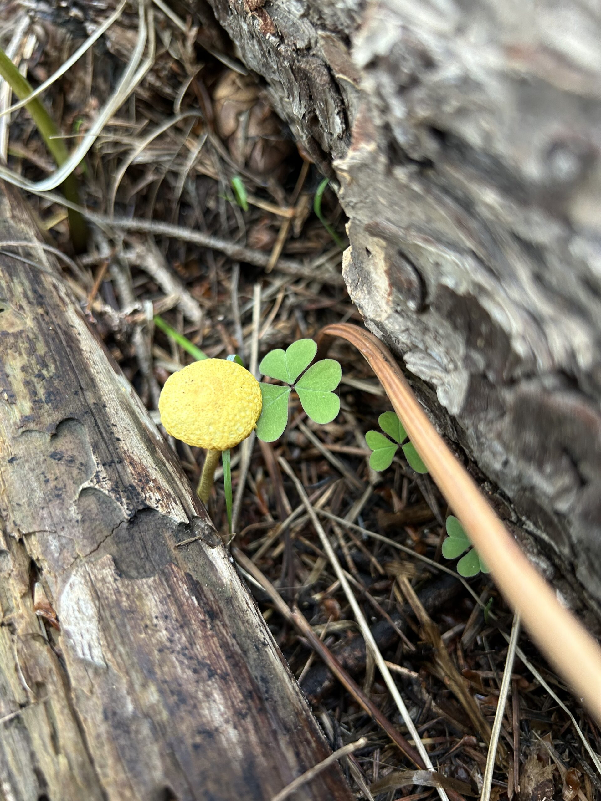 Photo showing a small yellow mushroom growing next to a clover-like plant.