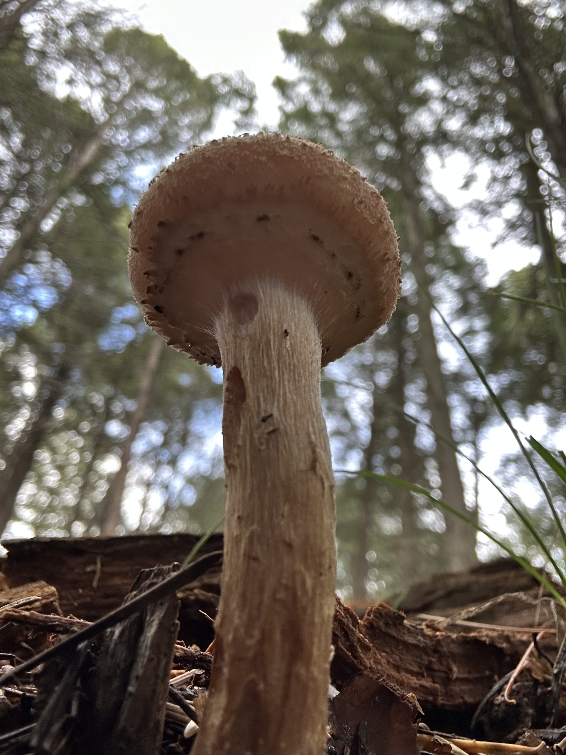 Photo of a mushroom taken at ground level. The perspective makes it appear very tall with tall trees in the background.