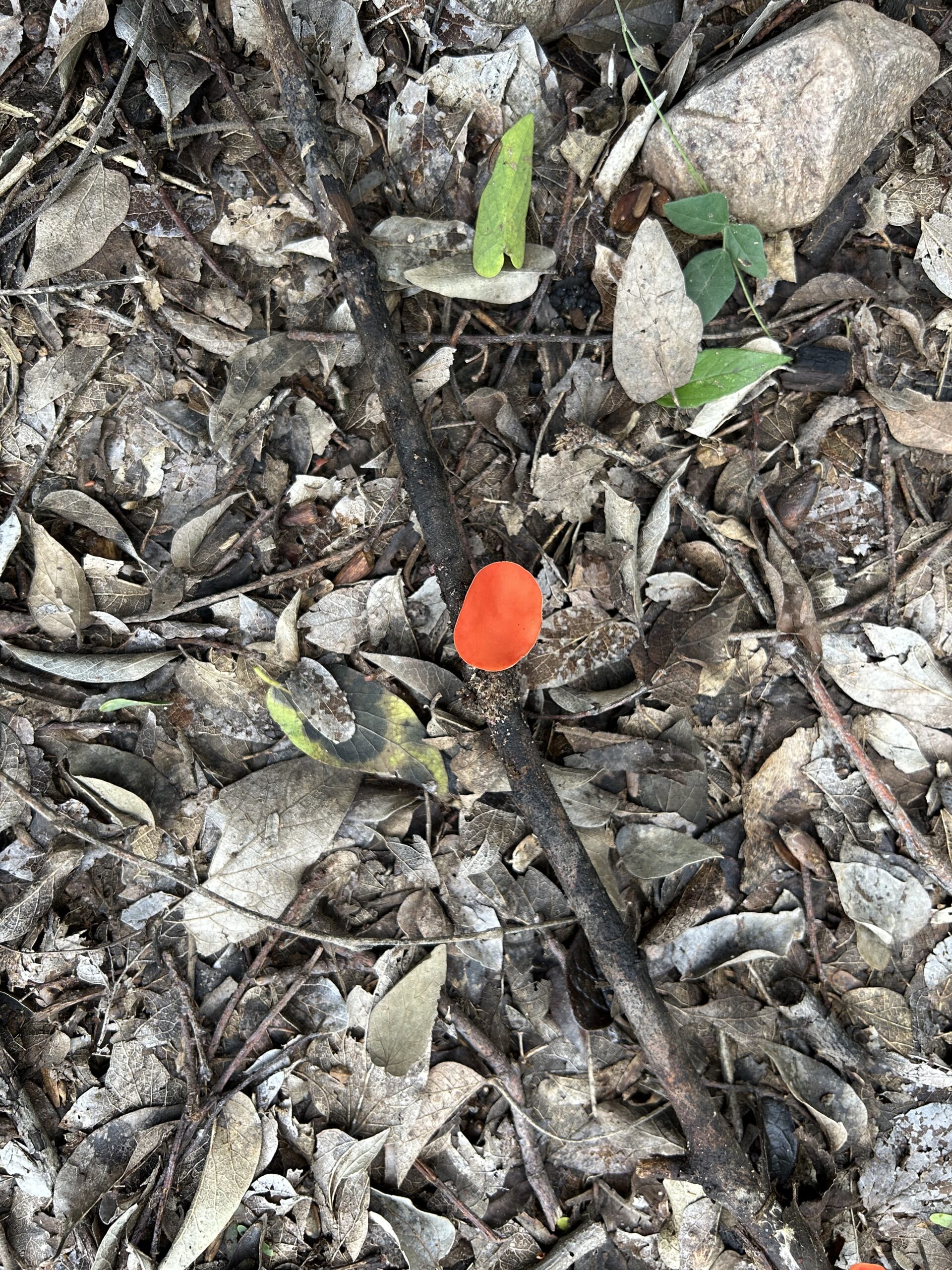 Photo of tiny orange mushroom growing on a stick laying on the ground in a bed of dead leaves.