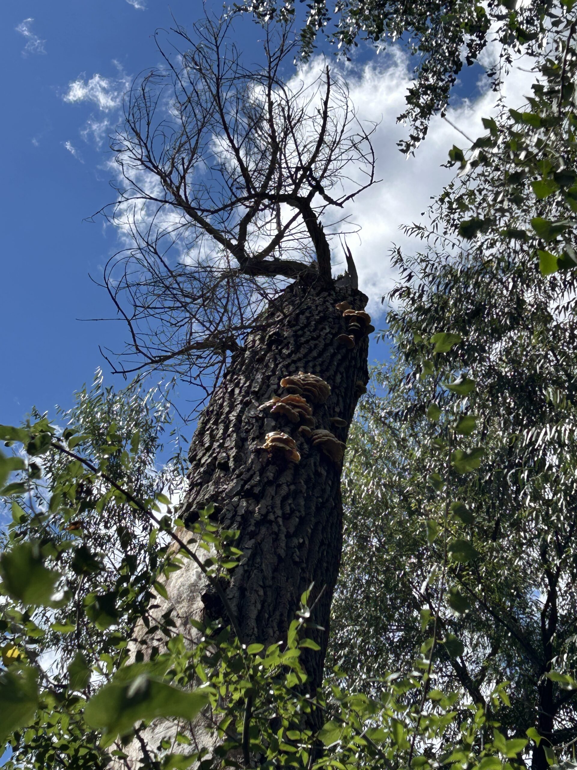 Photo of oyster mushrooms high on a dead cottonwood tree.