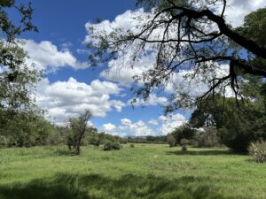 Photo of meadow full of grass, lined on both sides by green trees under a blue sky with white clouds.