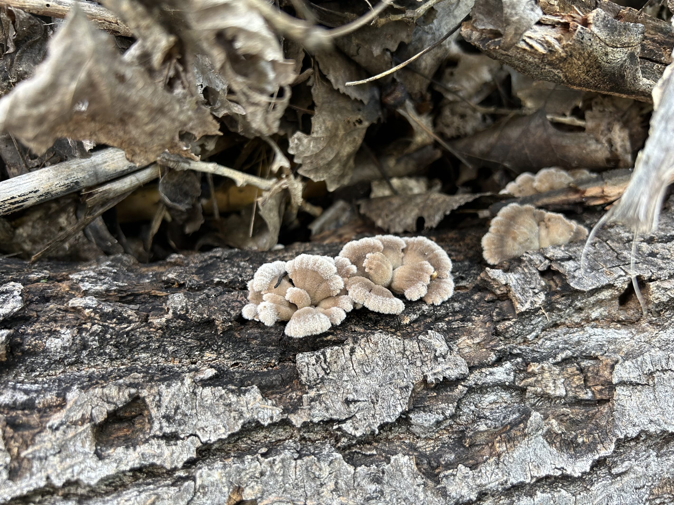 Photo of brown fuzzy looking mushrooms growing out of a dead log.