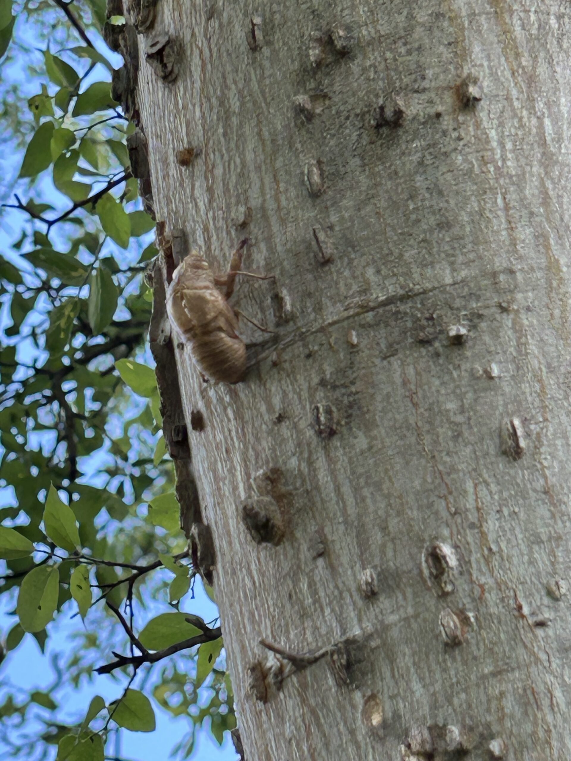 Photo of cicada husk clinging to a tree with white bark.