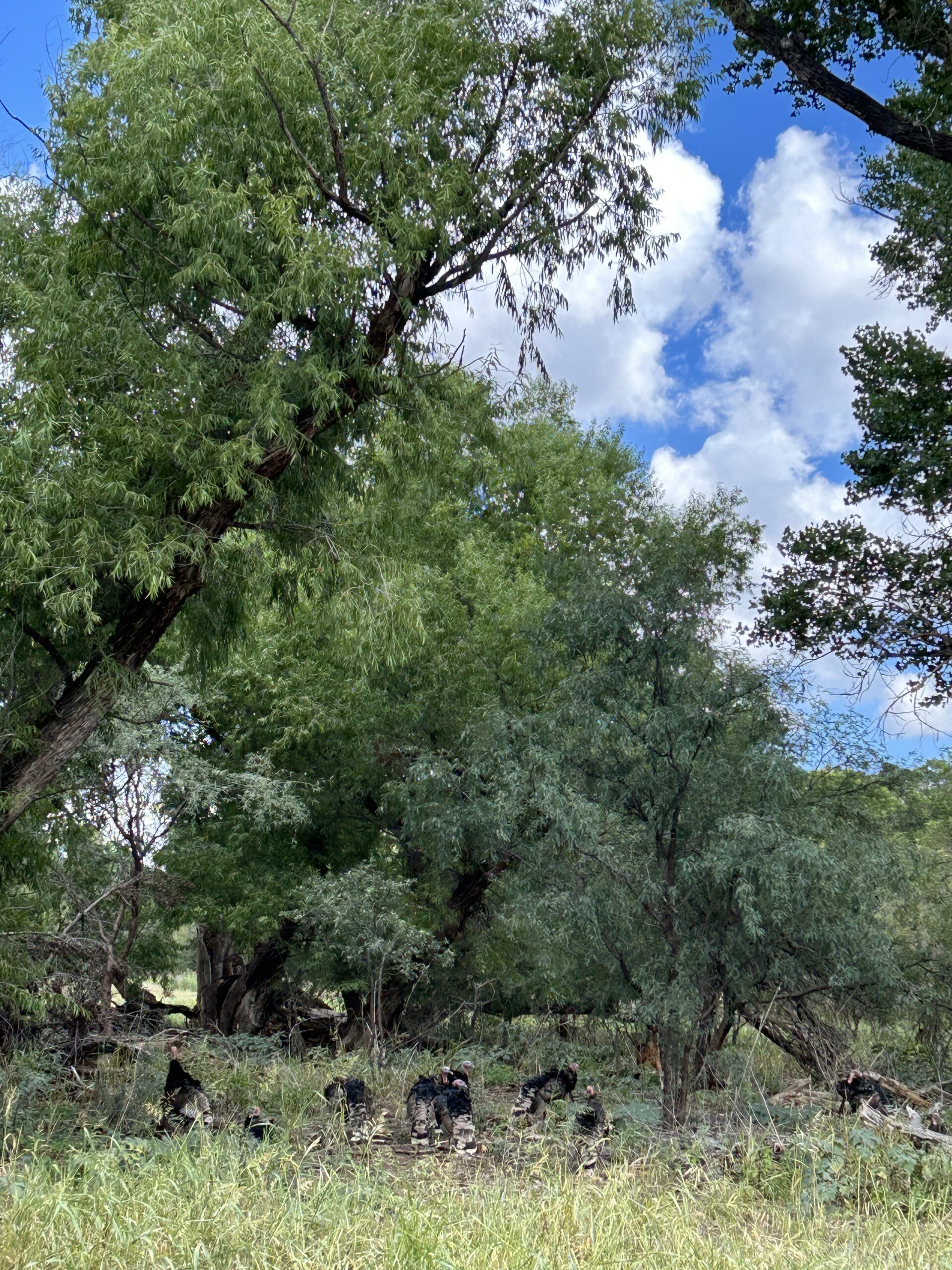 Photo showing several wild turkeys on the ground under a tall tree.
