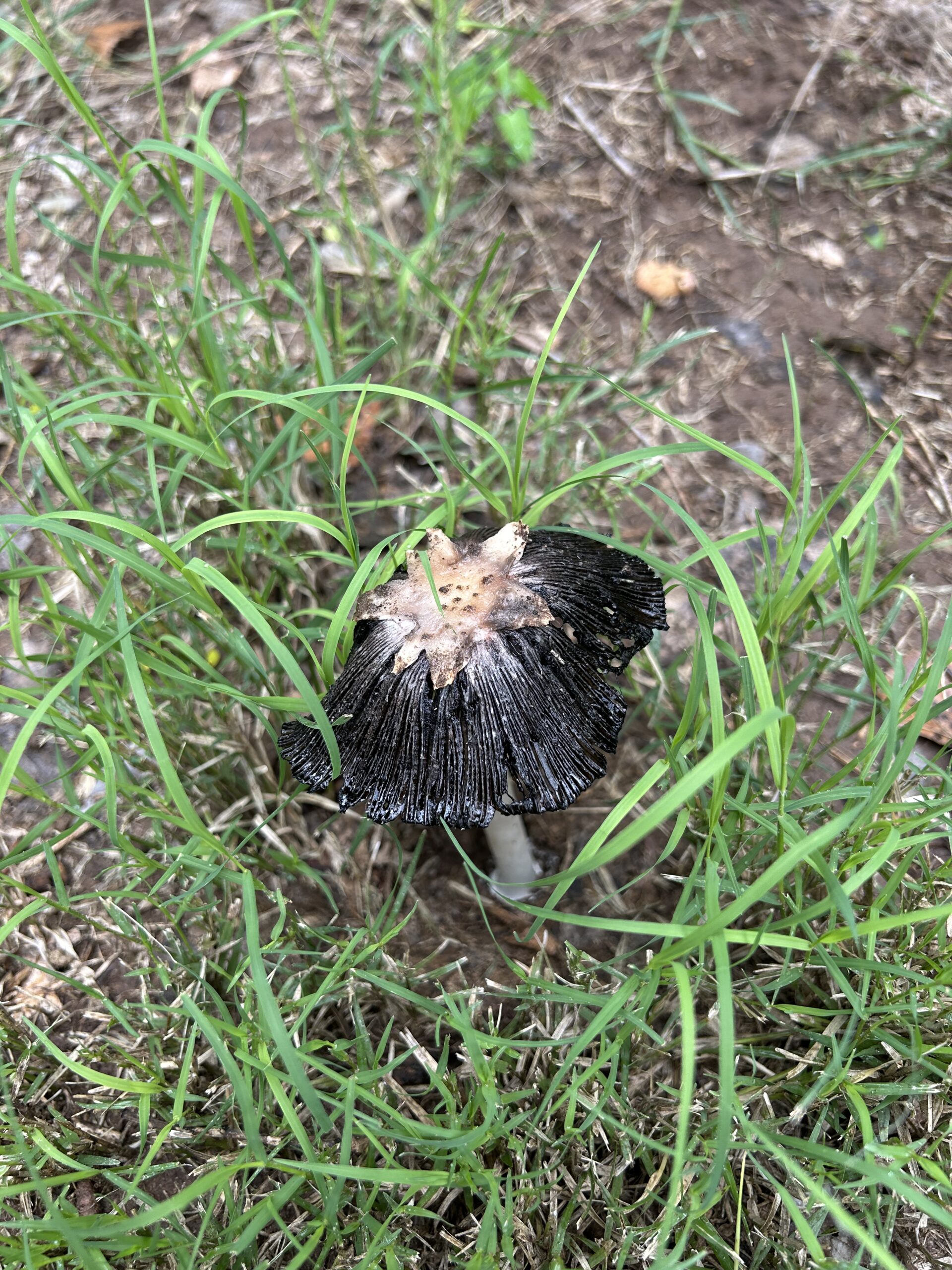 Photo of black mushroom growing in dirt surrounded by green grass.