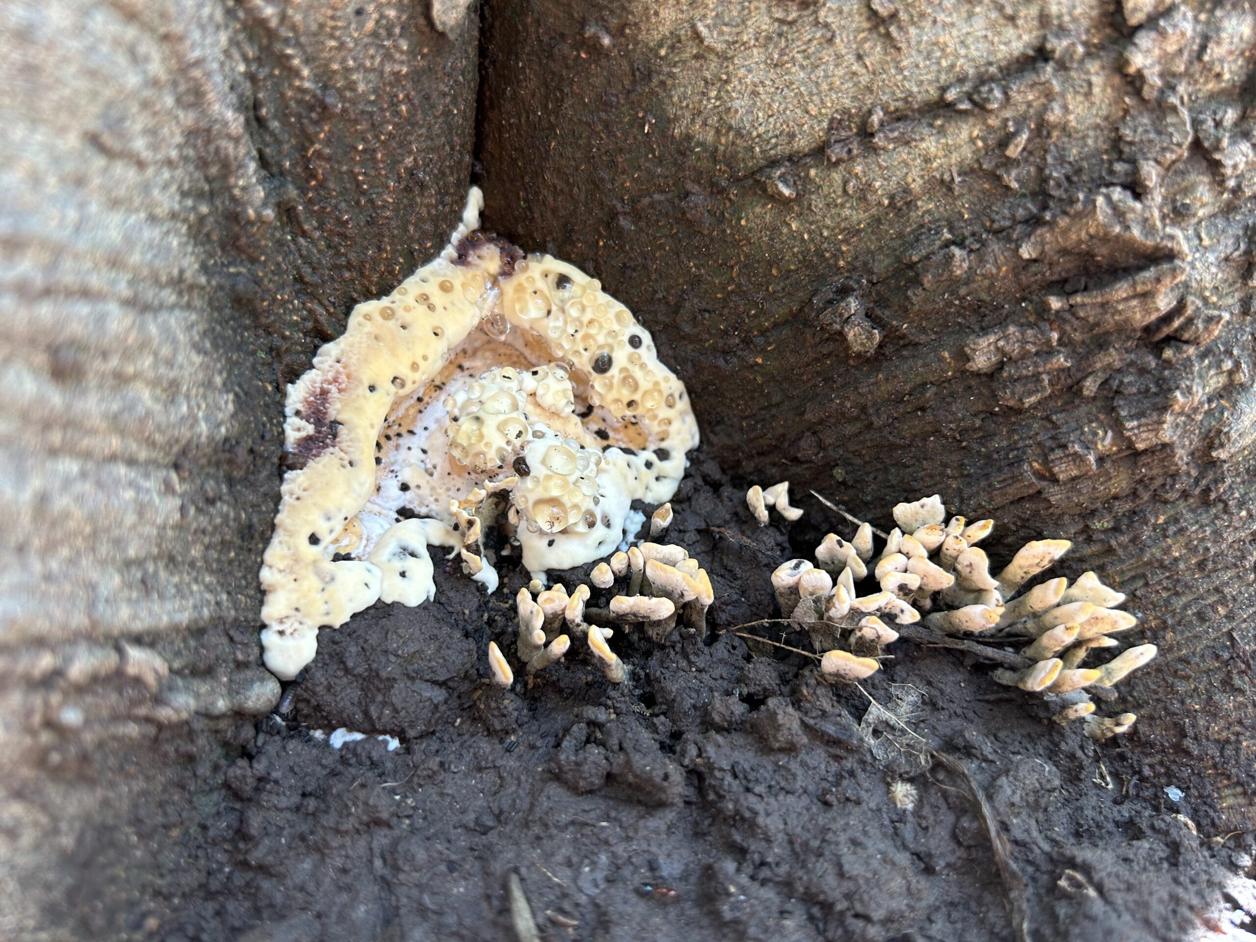 Photo of tan mushrooms with drops of water on the biggest one, growing out of dirt at the base of a brown tree trunk.