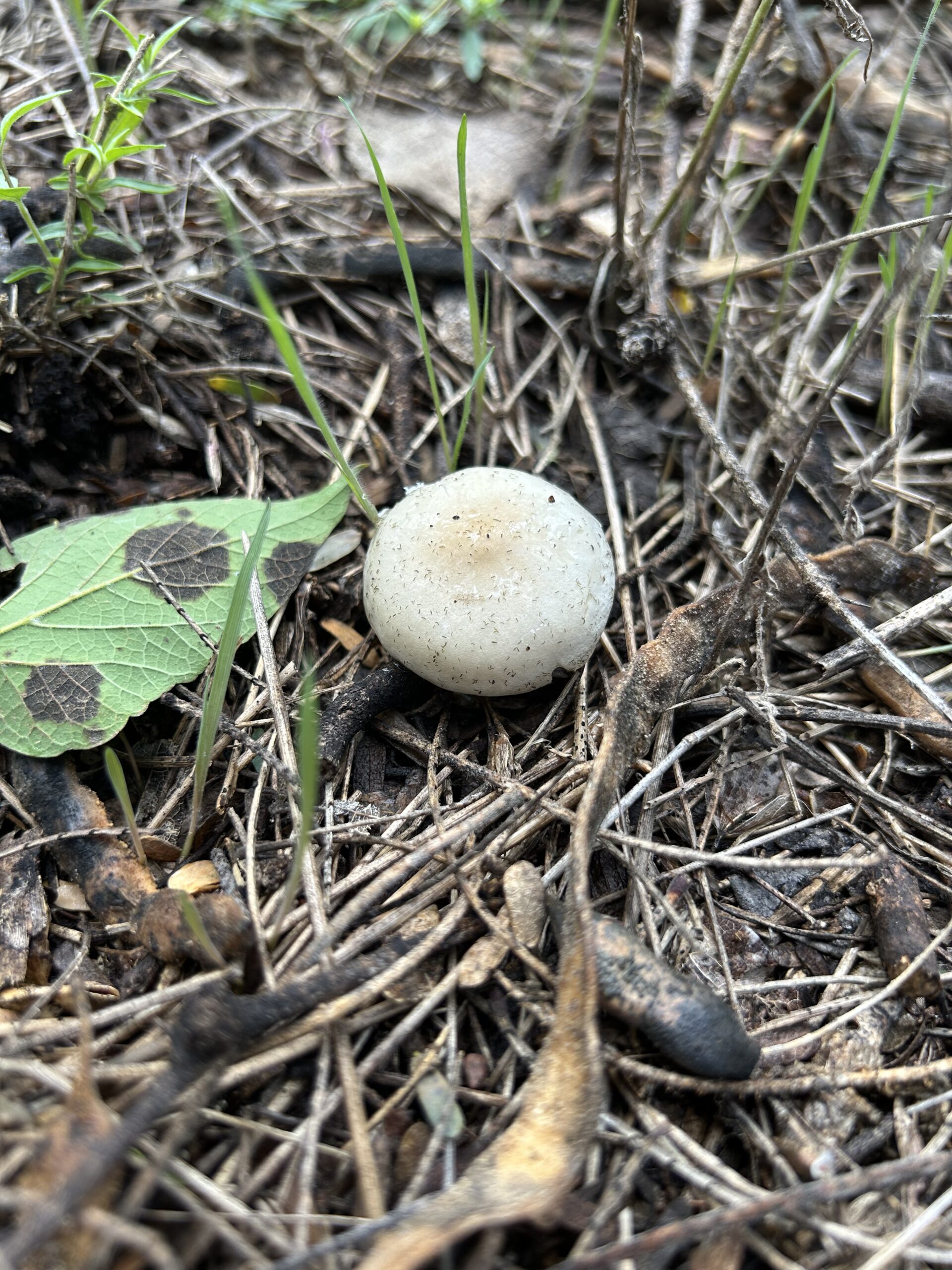 Photo of white-capped mushroom growing out of dirt surrounded by dead sticks and next to a green leaf with black spots on it.