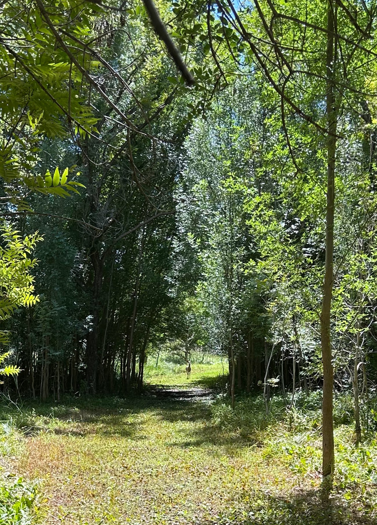 Photo of a deer looking toward the camera, standing on a grassy path in a green forest.