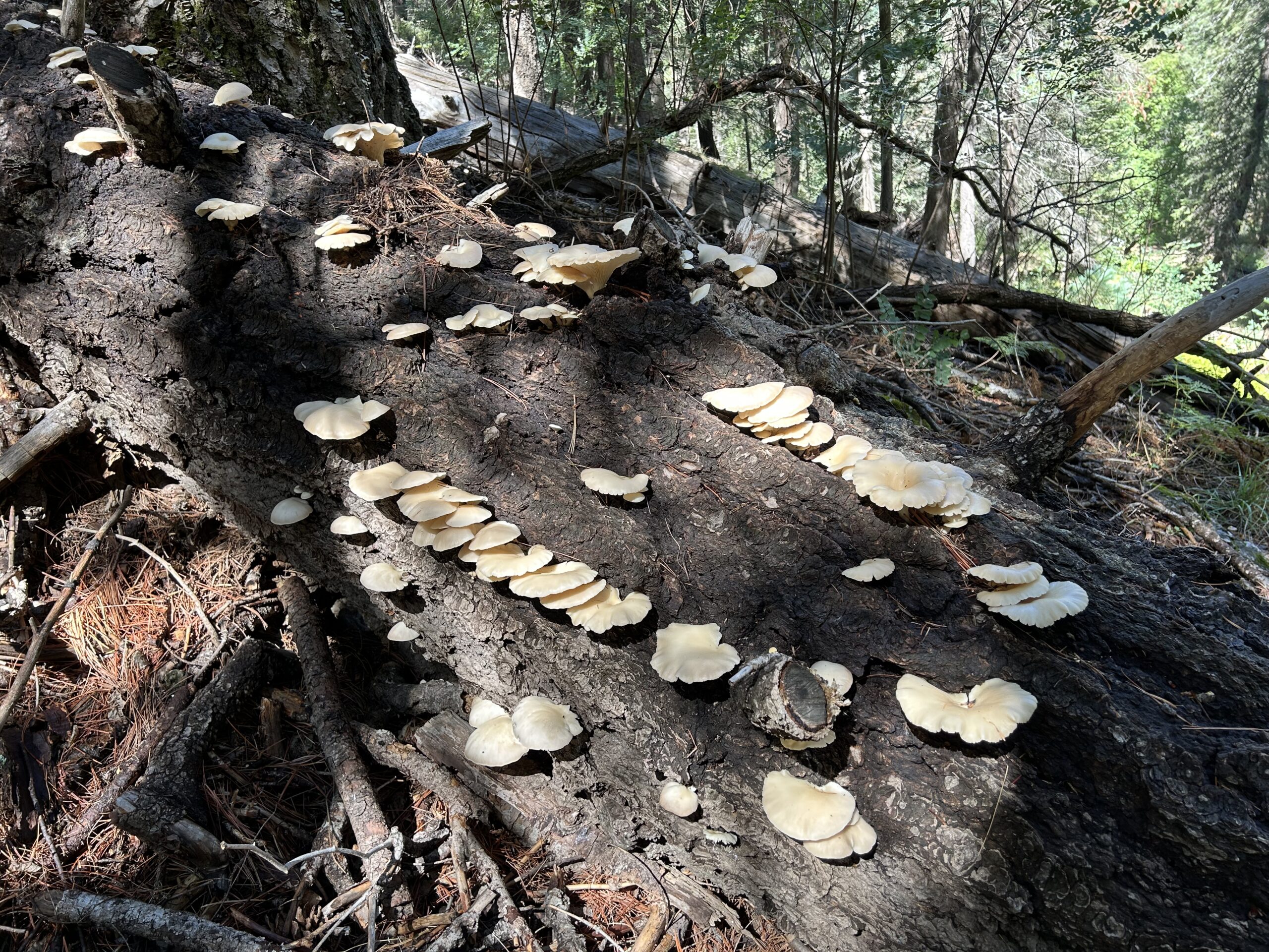 Photo of several oyster mushrooms, white in color, growing on a dead log.