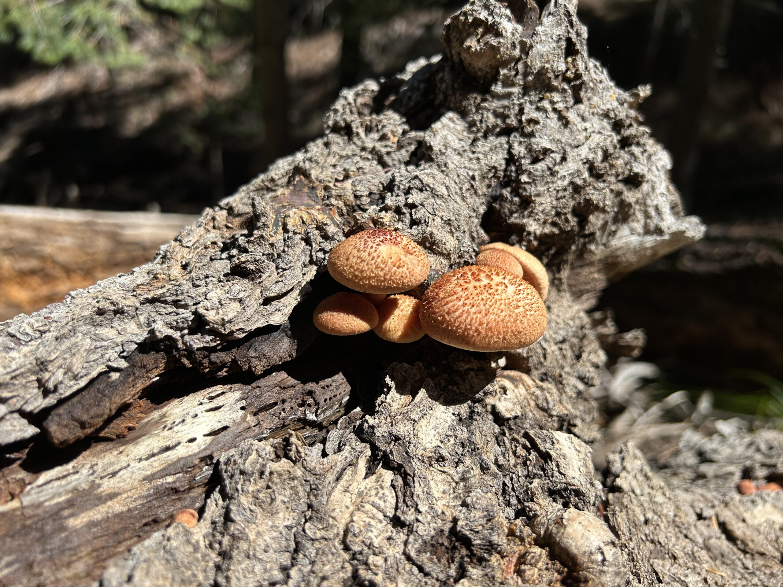 Photo of a cluster of brown mushrooms growing on a dead log.