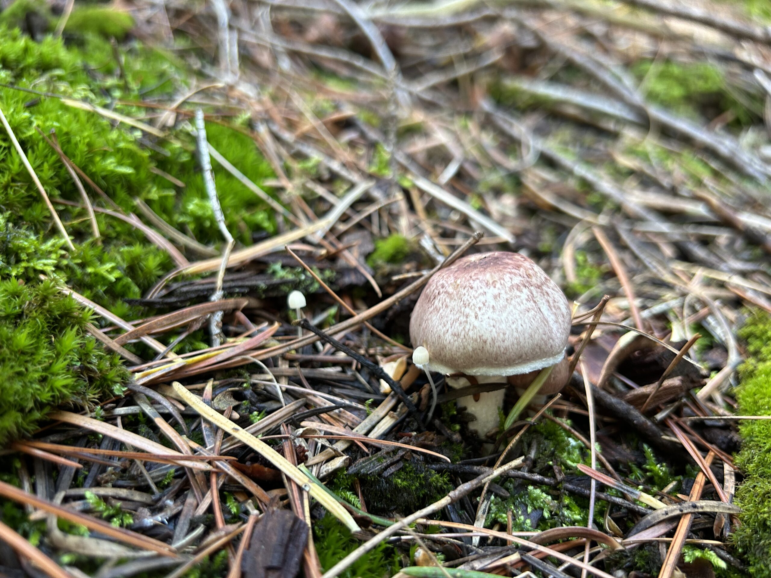 Photo of a small mushroom growing in dirt covered with pine needles and near bright green moss. There are two smaller mushrooms growing near it.