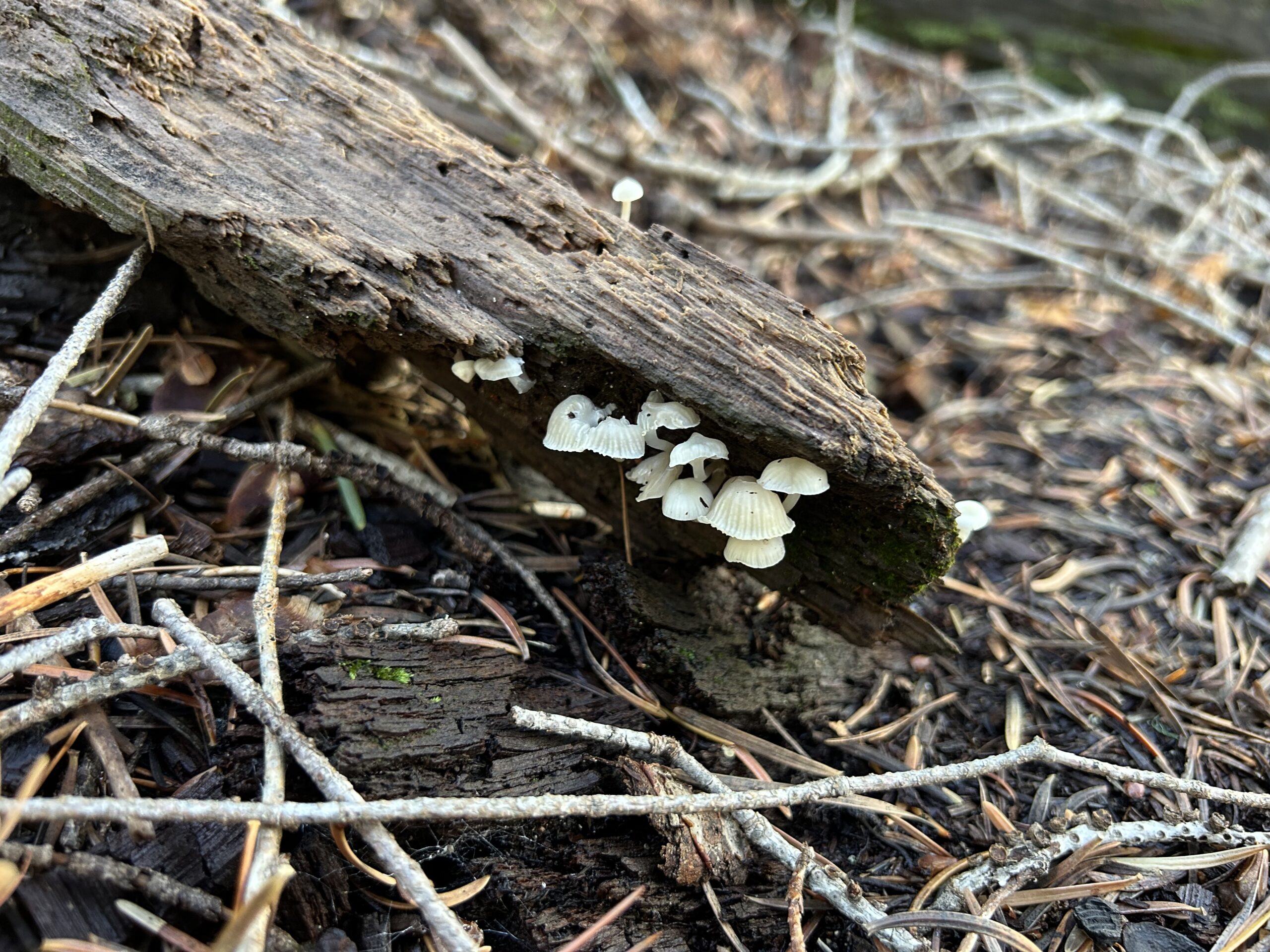 Photo of tiny white mushrooms growing in a dead piece of wood lying on a bed of dead sticks.