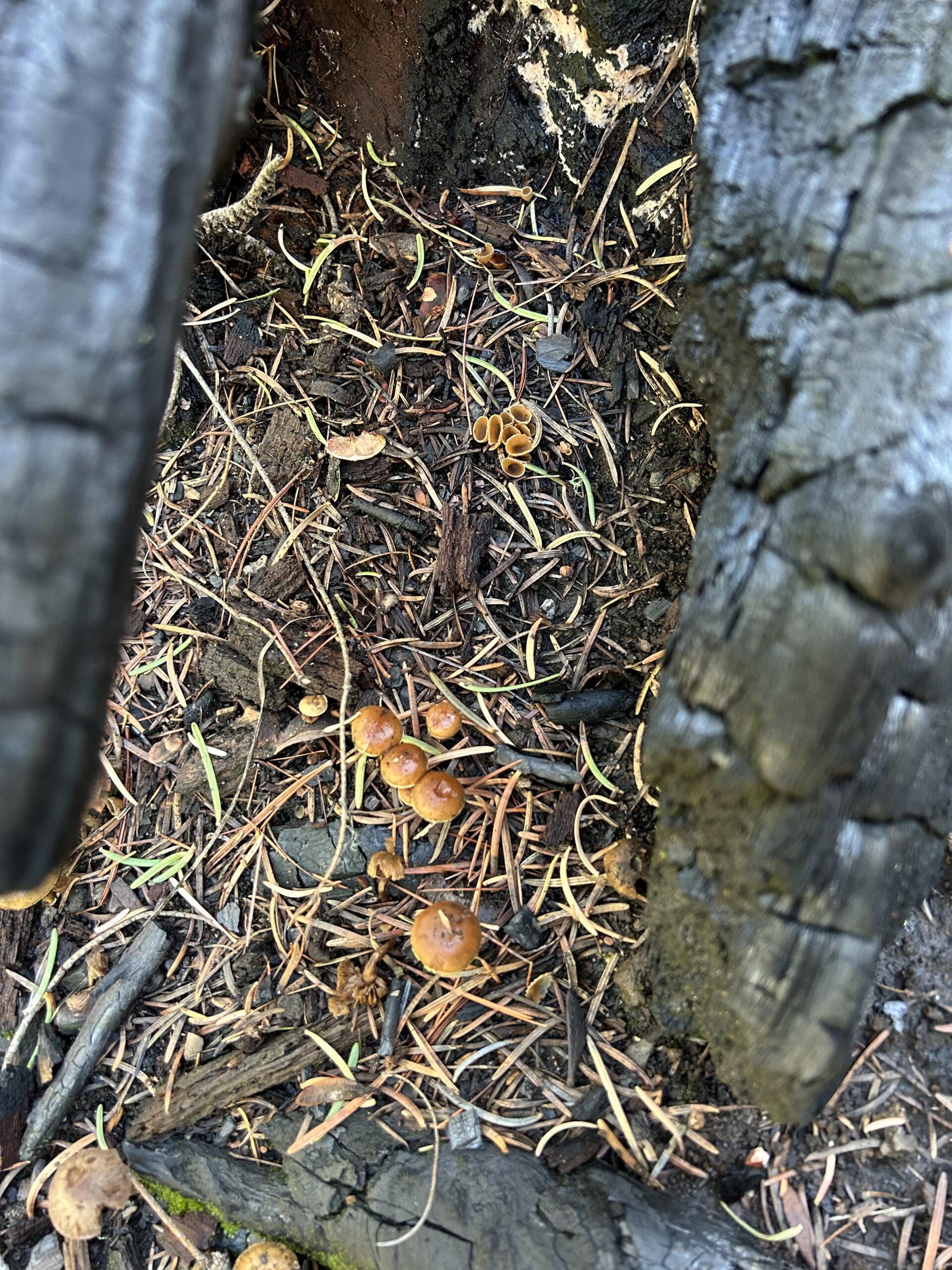 Photo of small brown mushrooms growing next to smaller brown cup mushrooms in dirt on a burned log.