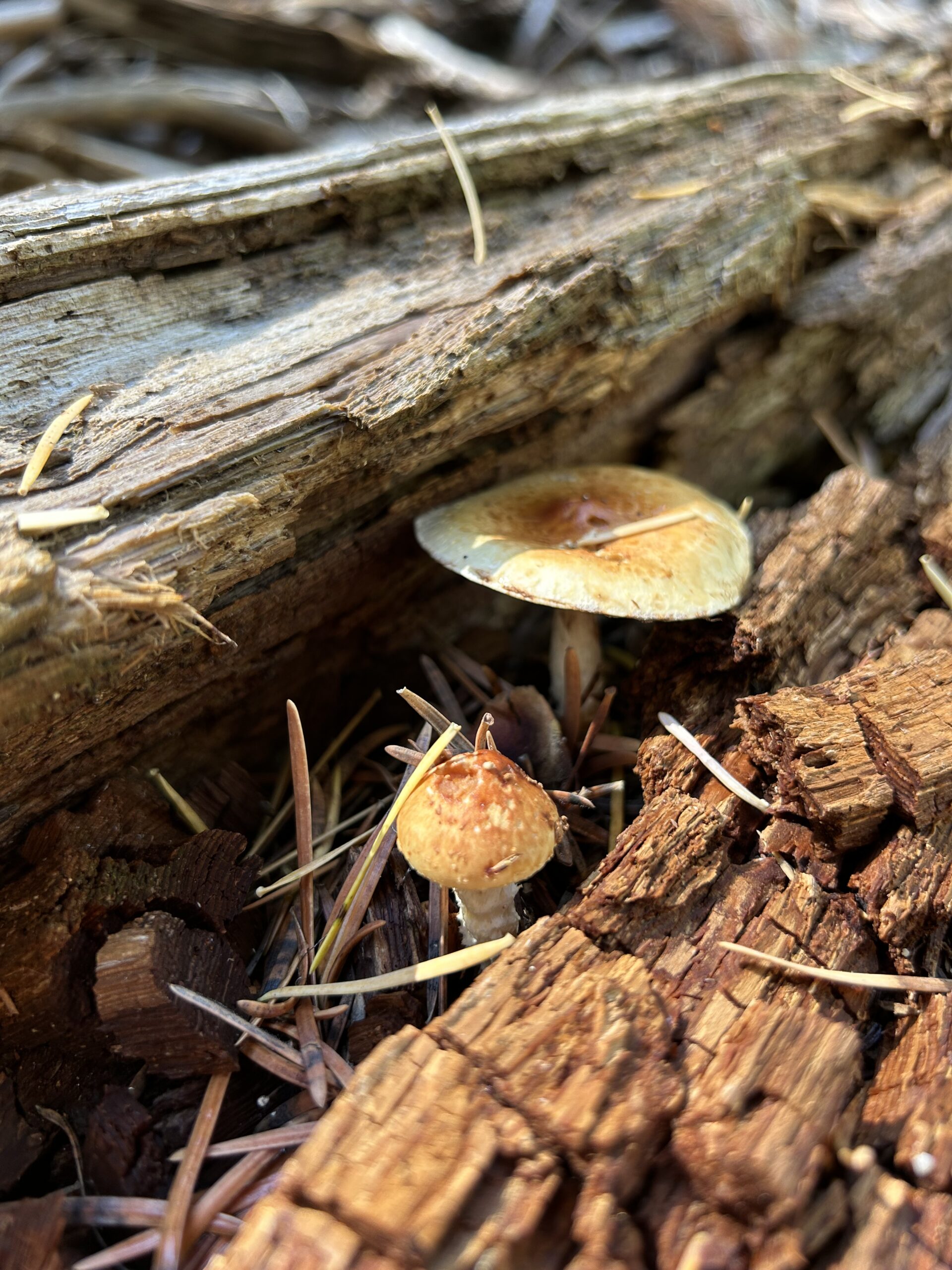 Photo of two mushrooms growing among dead logs. They are both brown. One cap is spread wide open, the smaller one is still unopened.