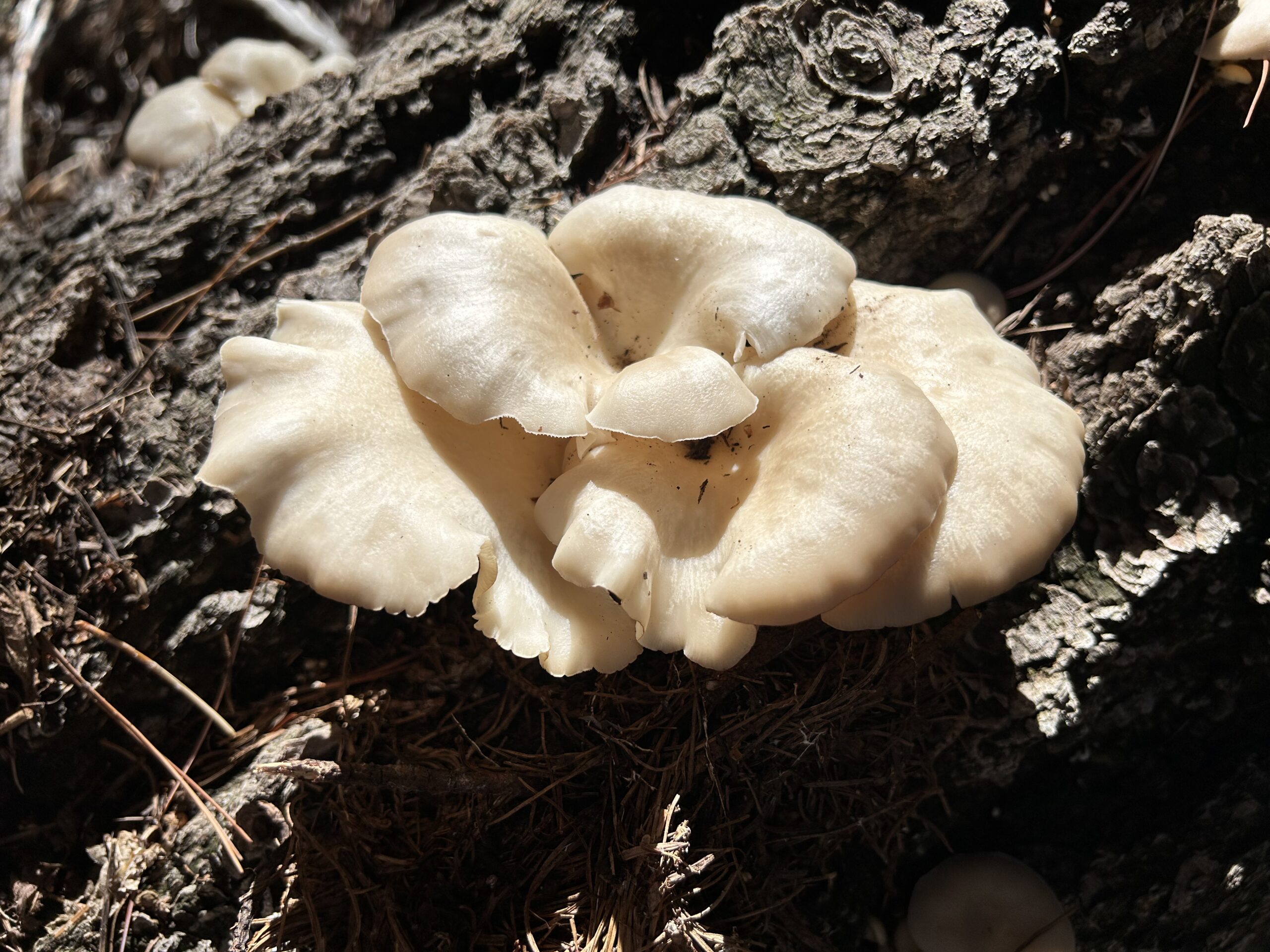 Photo of light brown, almost white mushrooms growing on a dead pine tree.