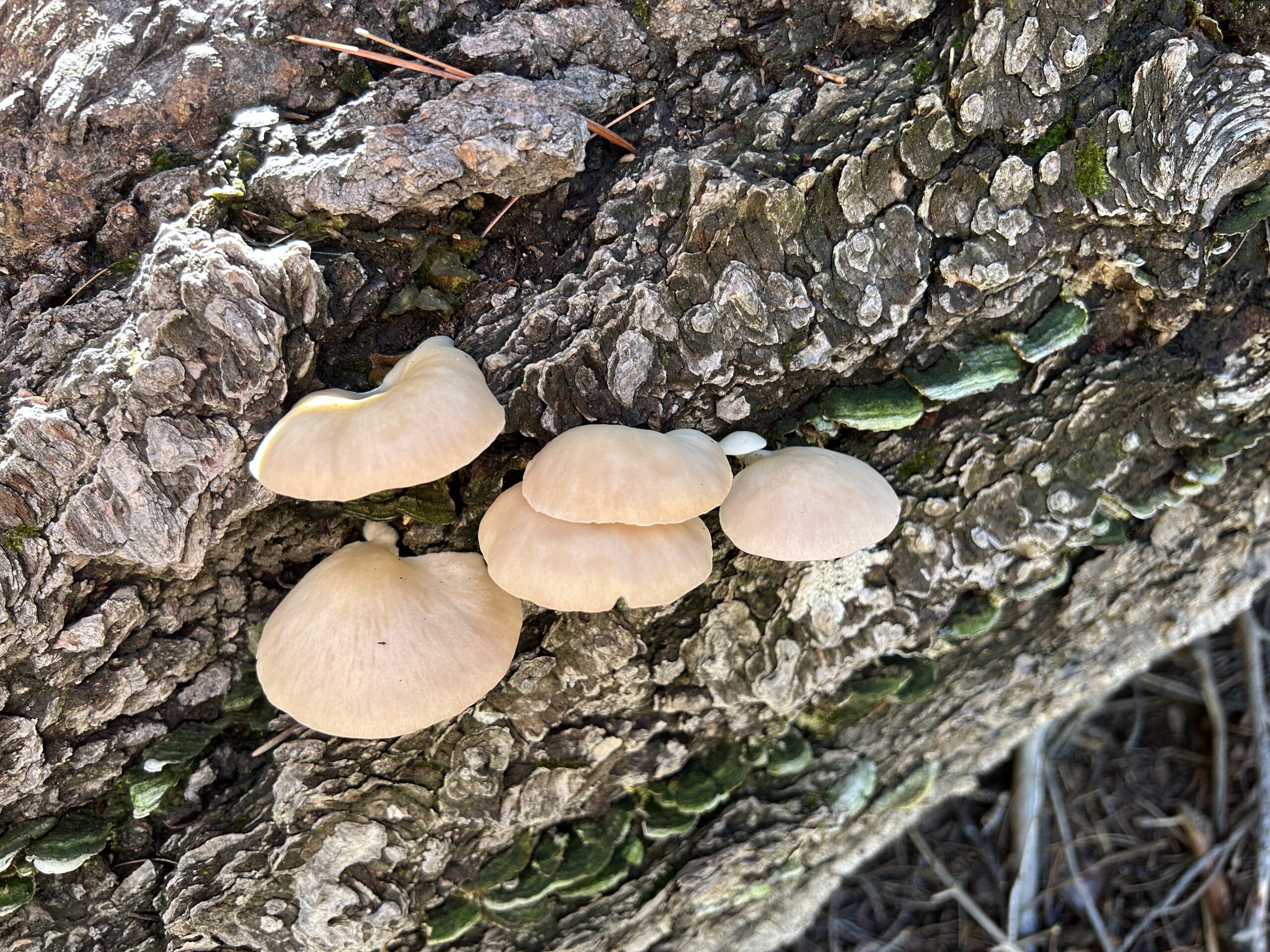 Photo showing two kinds of mushrooms growing on a log. One group of mushrooms is smooth and white. The other is smaller, ridged and green.