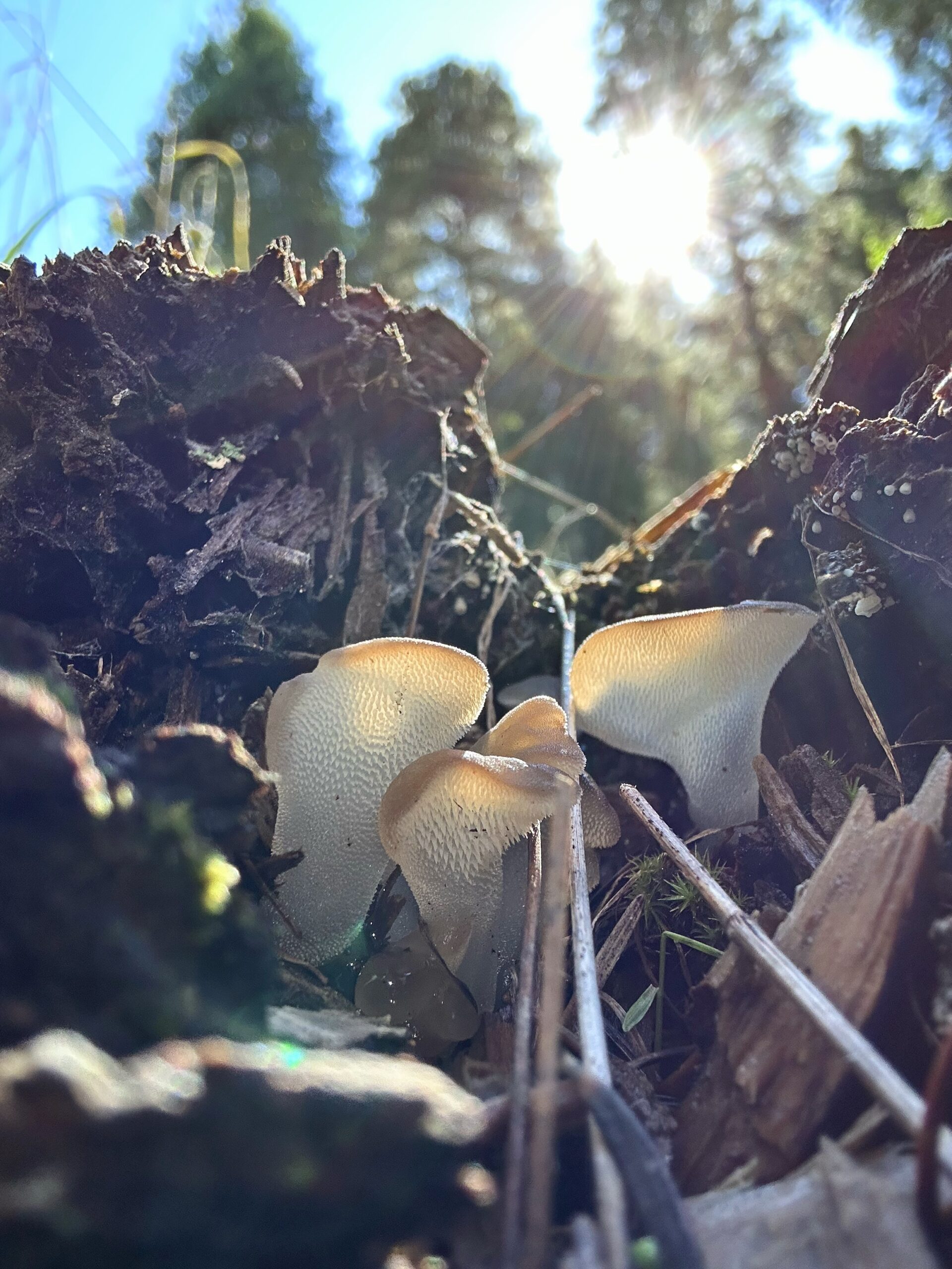 Photo of nearly translucent white mushrooms growing in a stump with sunlight filtering through the forest in the background. the underside of the mushrooms looks like a rough cat tongue.